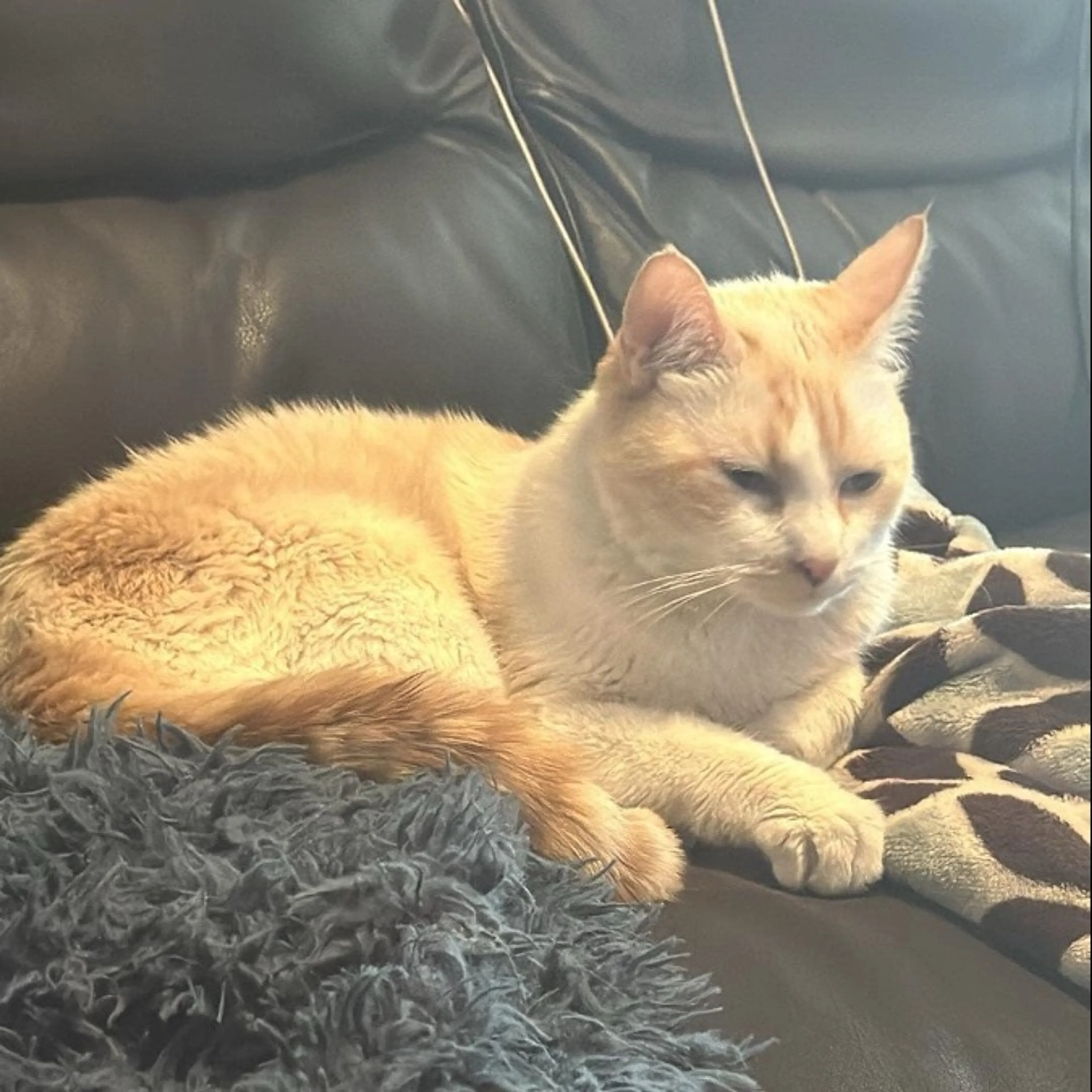 Lost pet-0