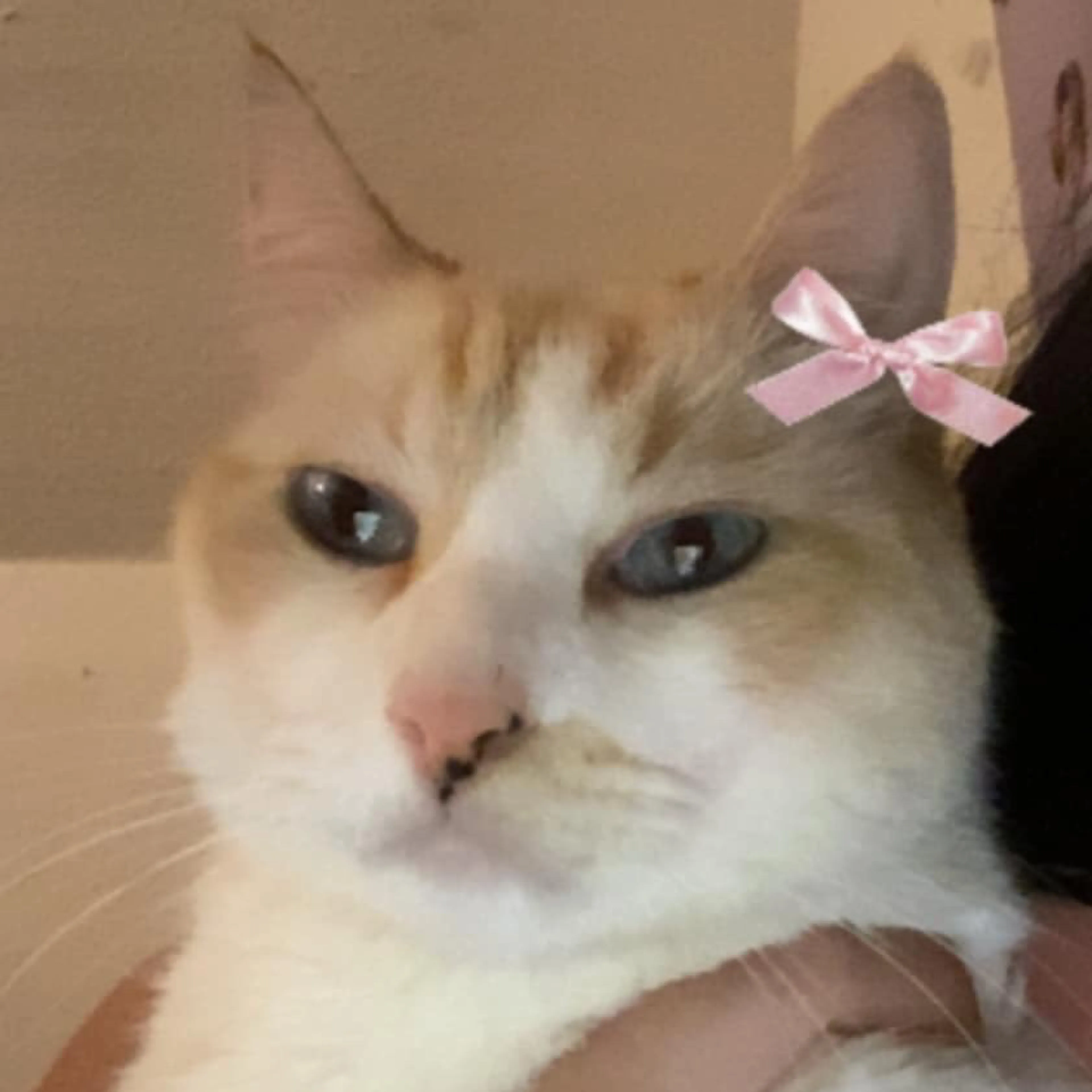 Lost pet-2