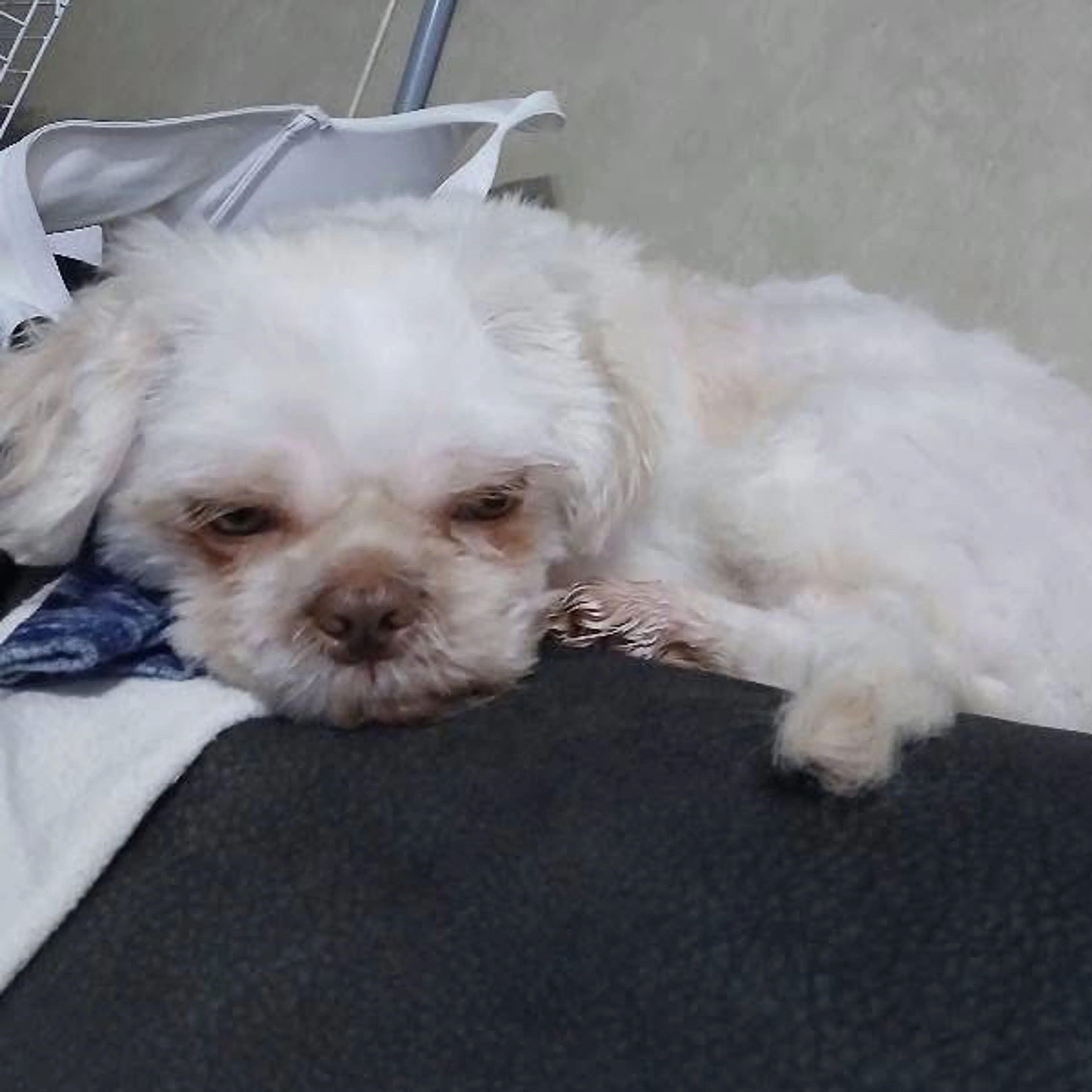 Lost pet-2