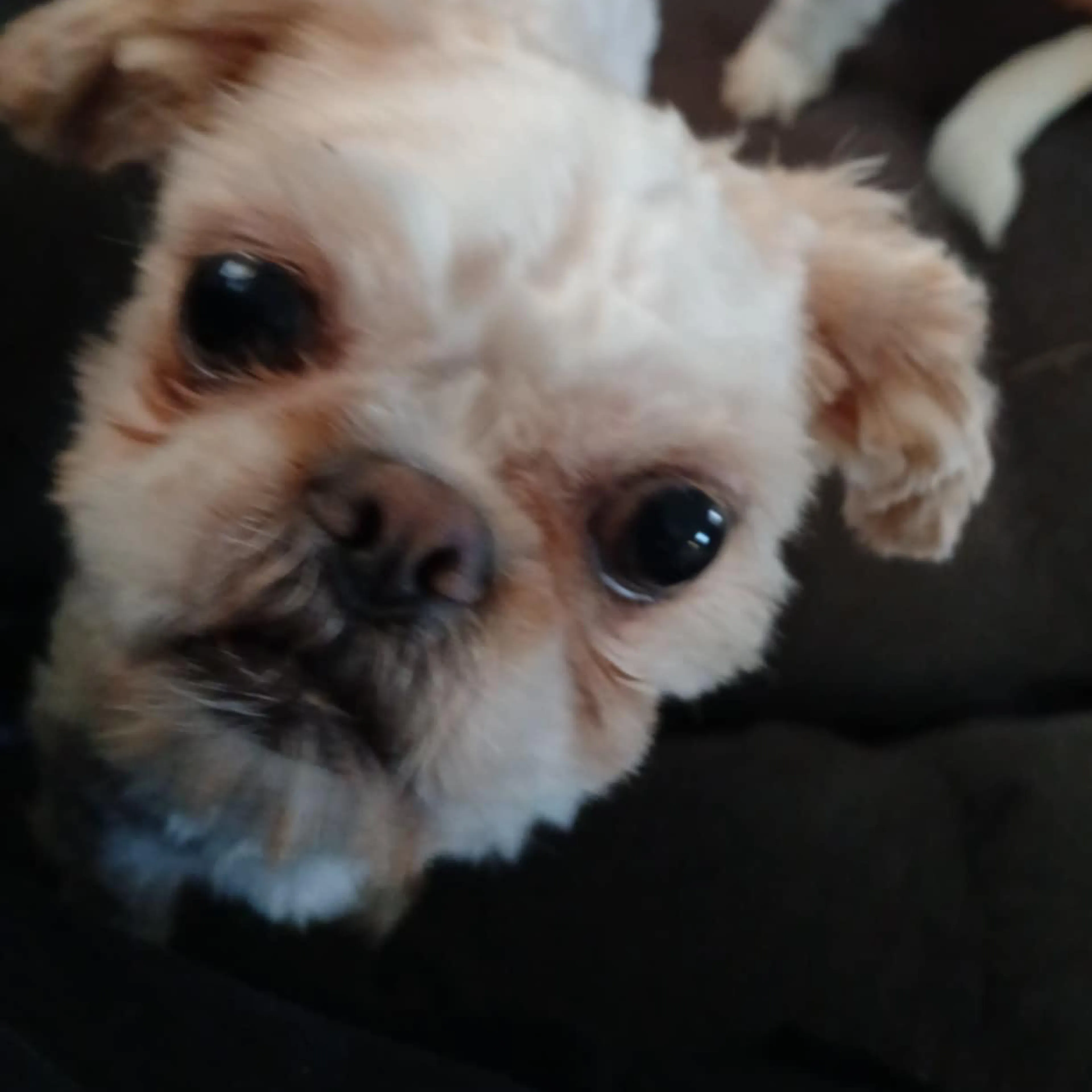 Lost pet-1