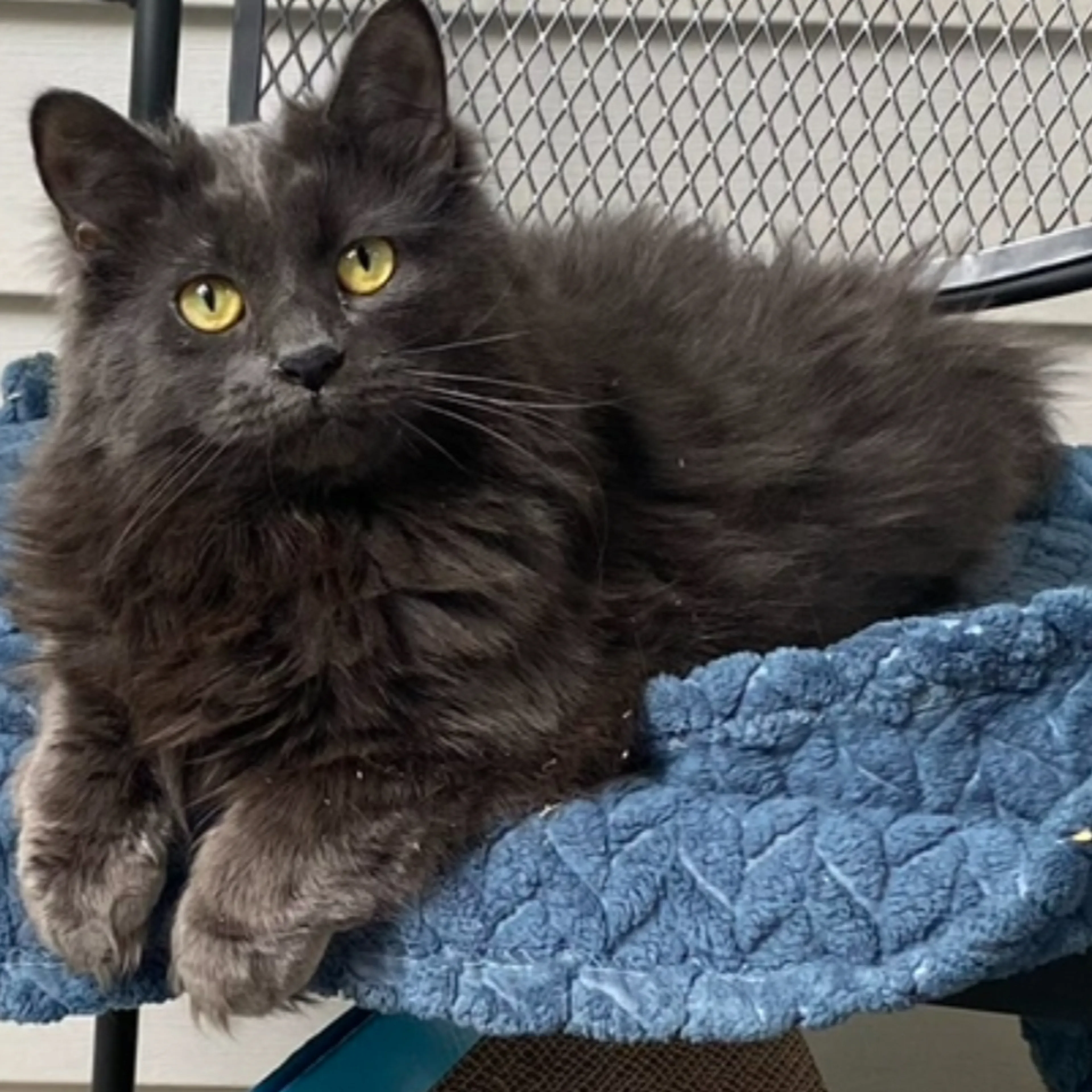 Lost pet-3
