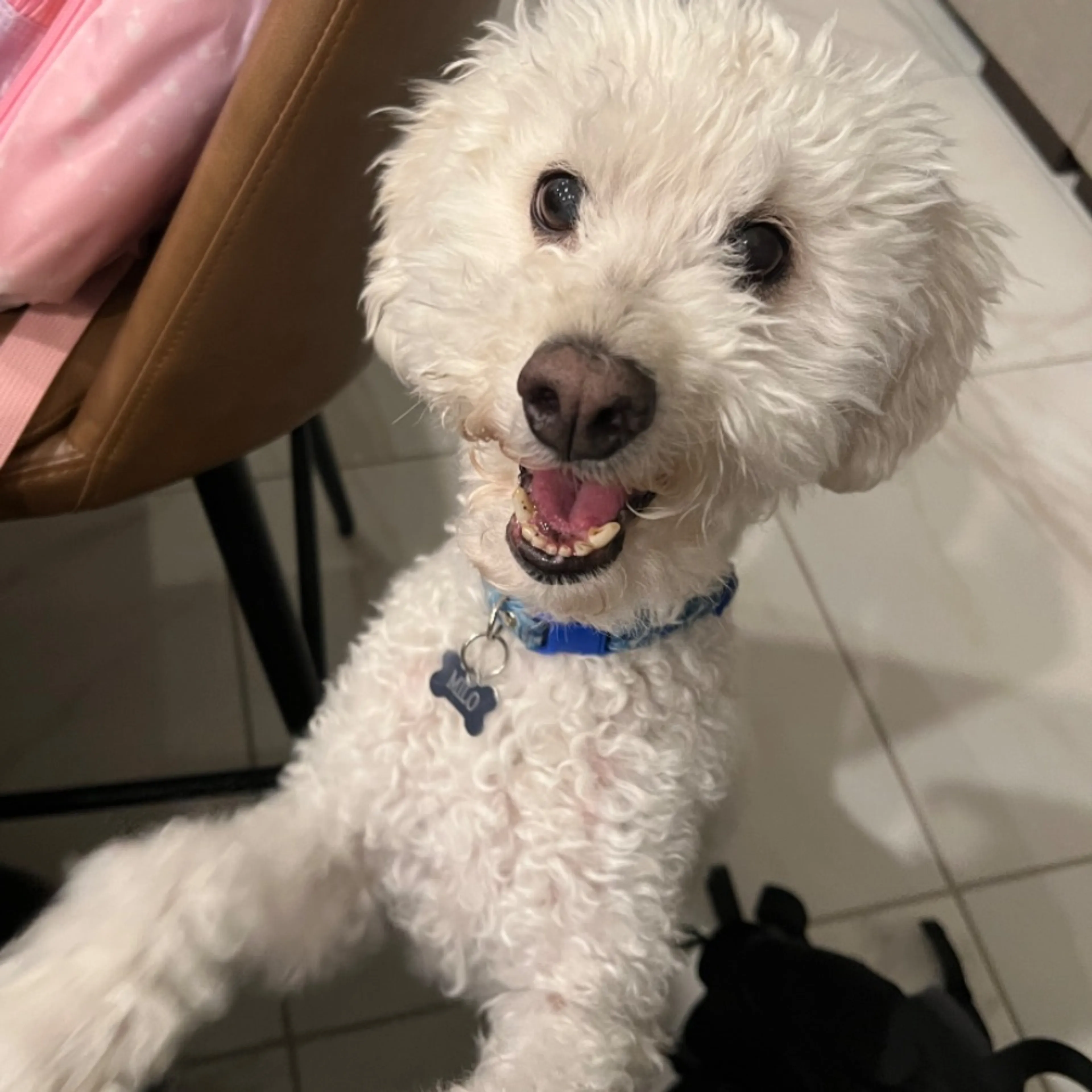 Lost pet-0