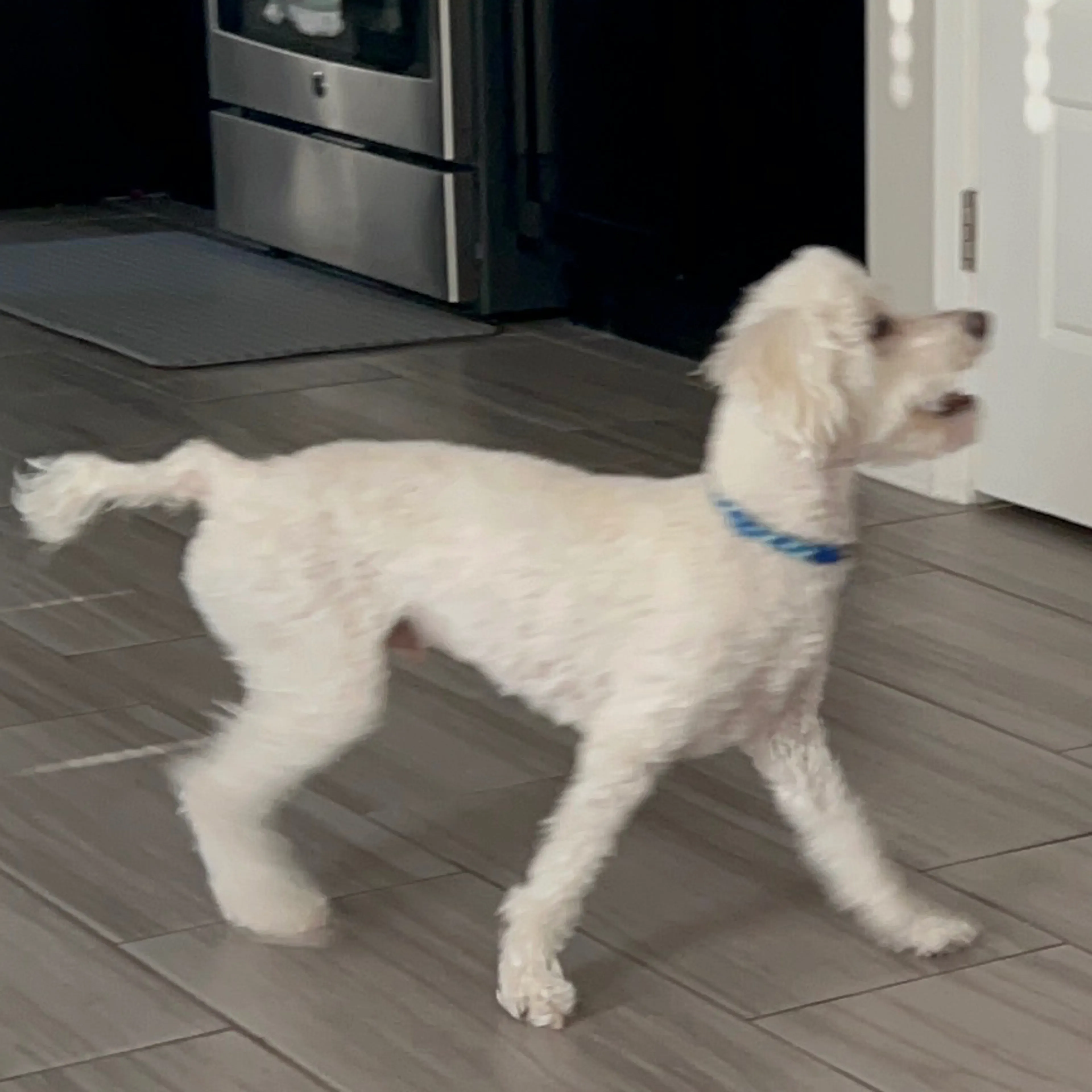 Lost pet-1