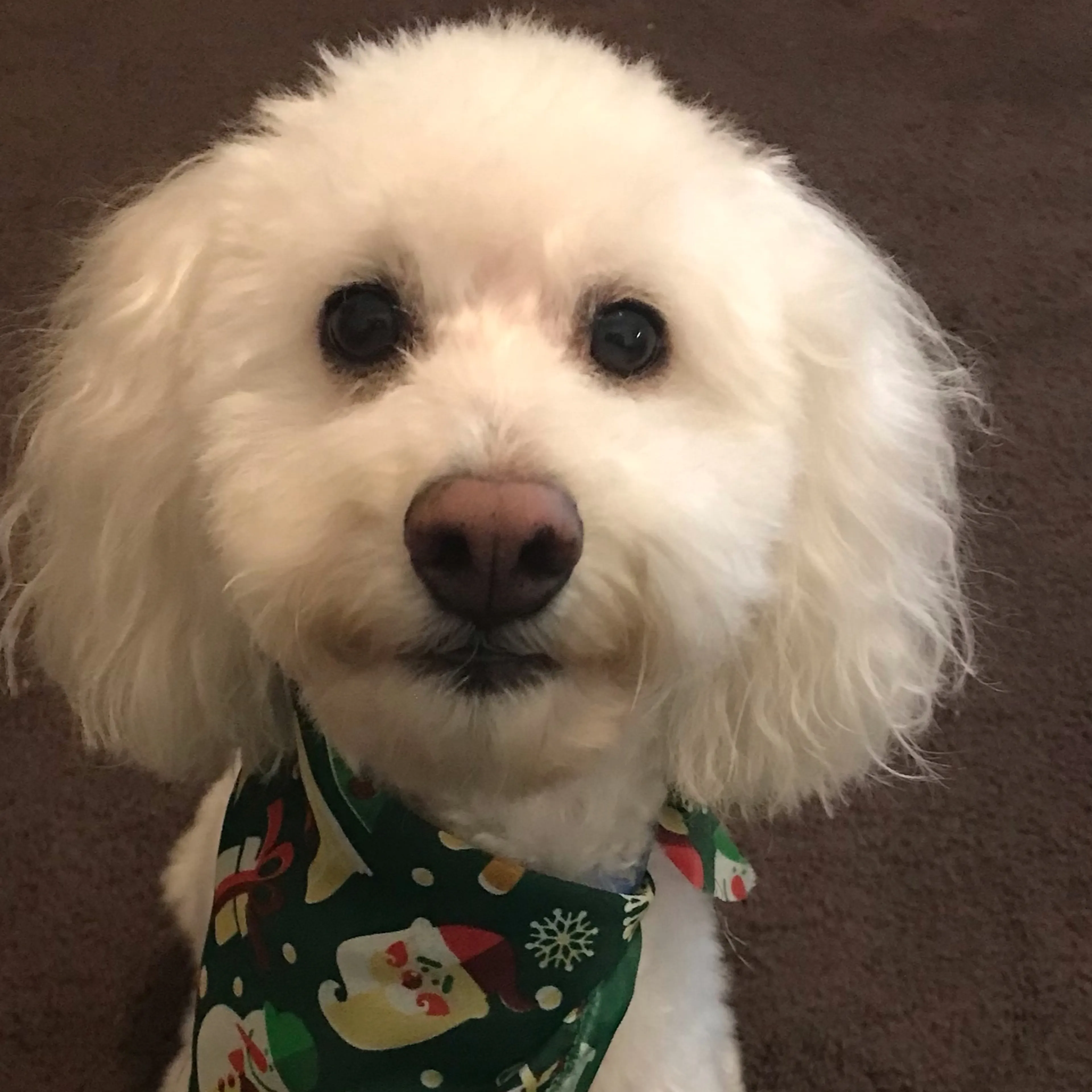 Lost pet-2