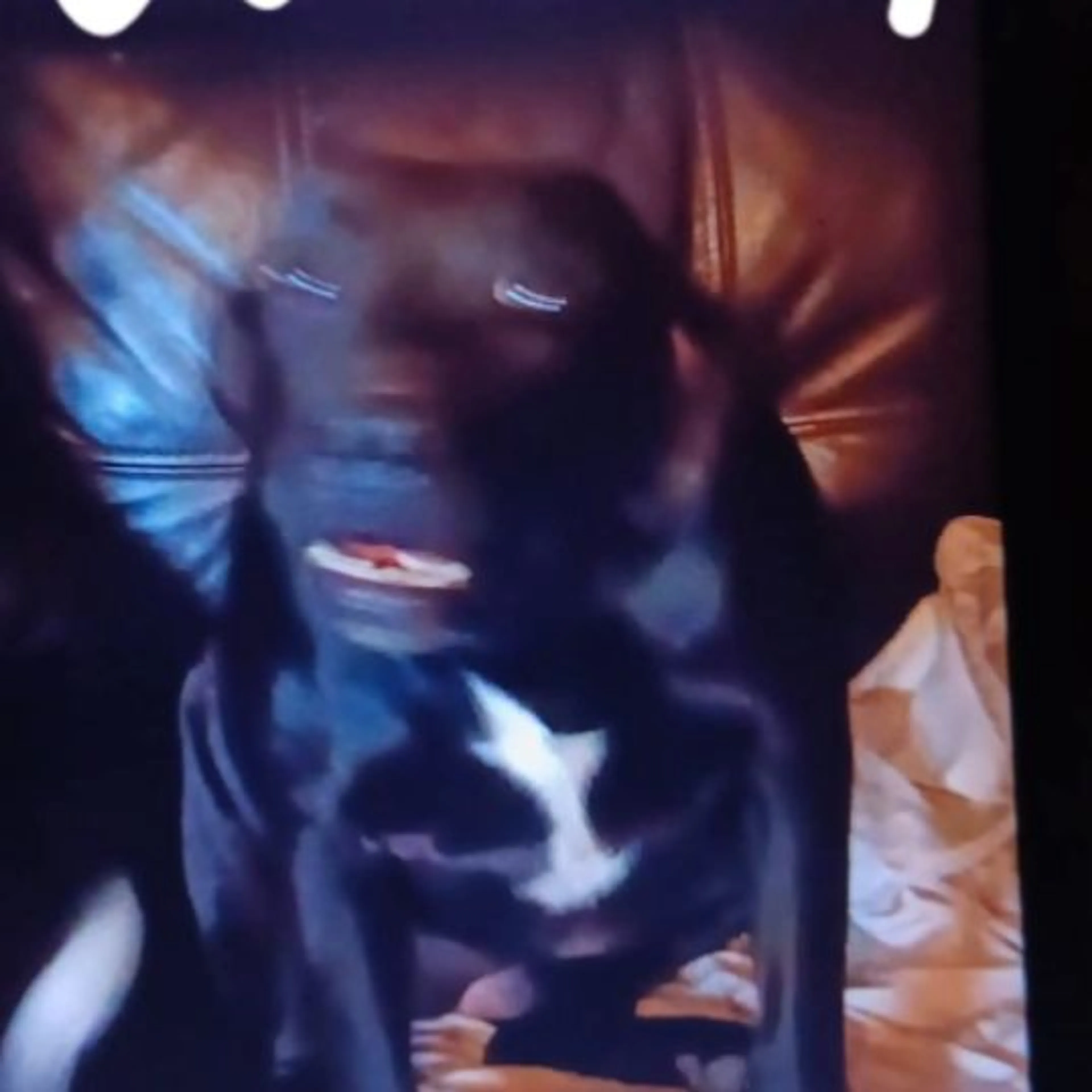 Lost pet