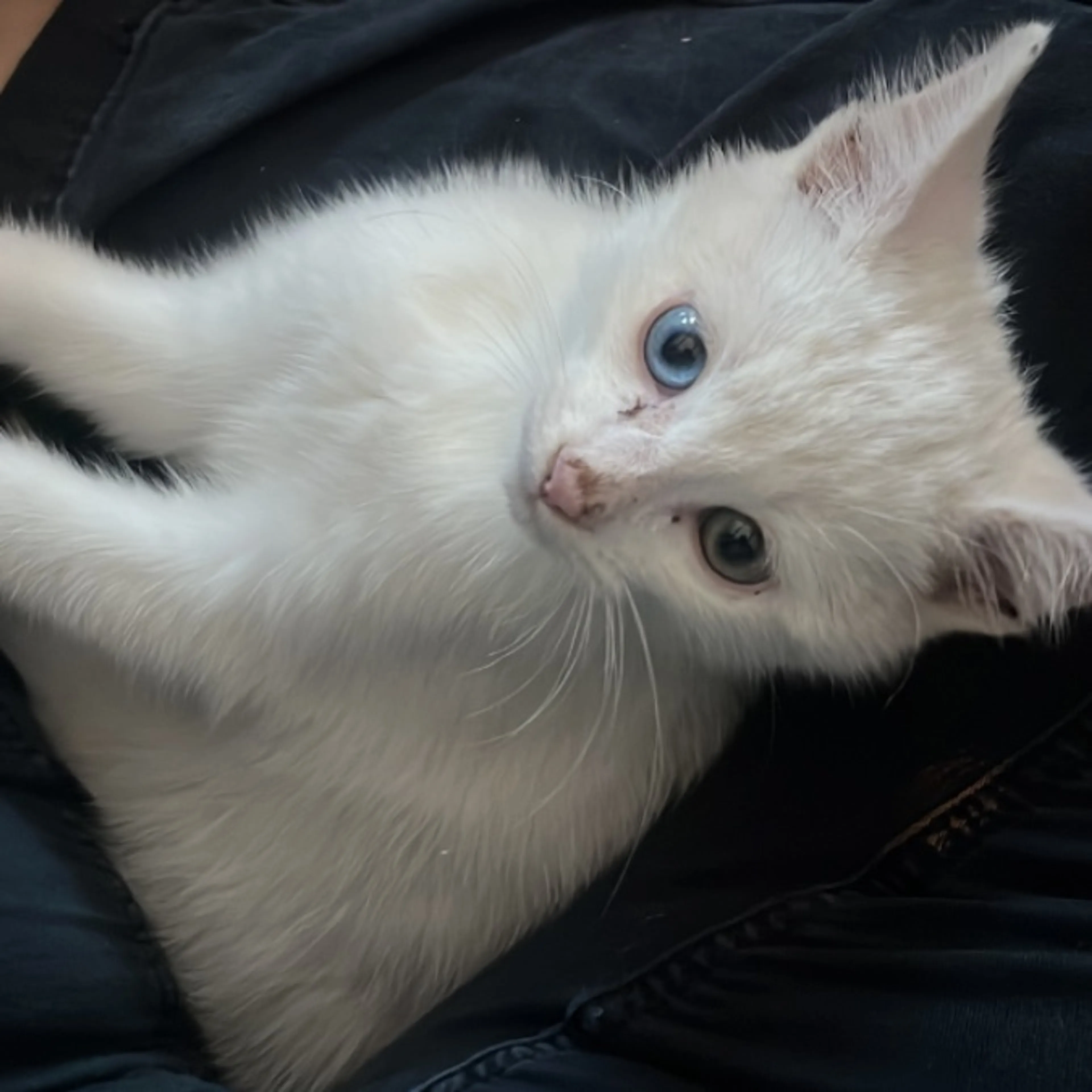 Lost pet
