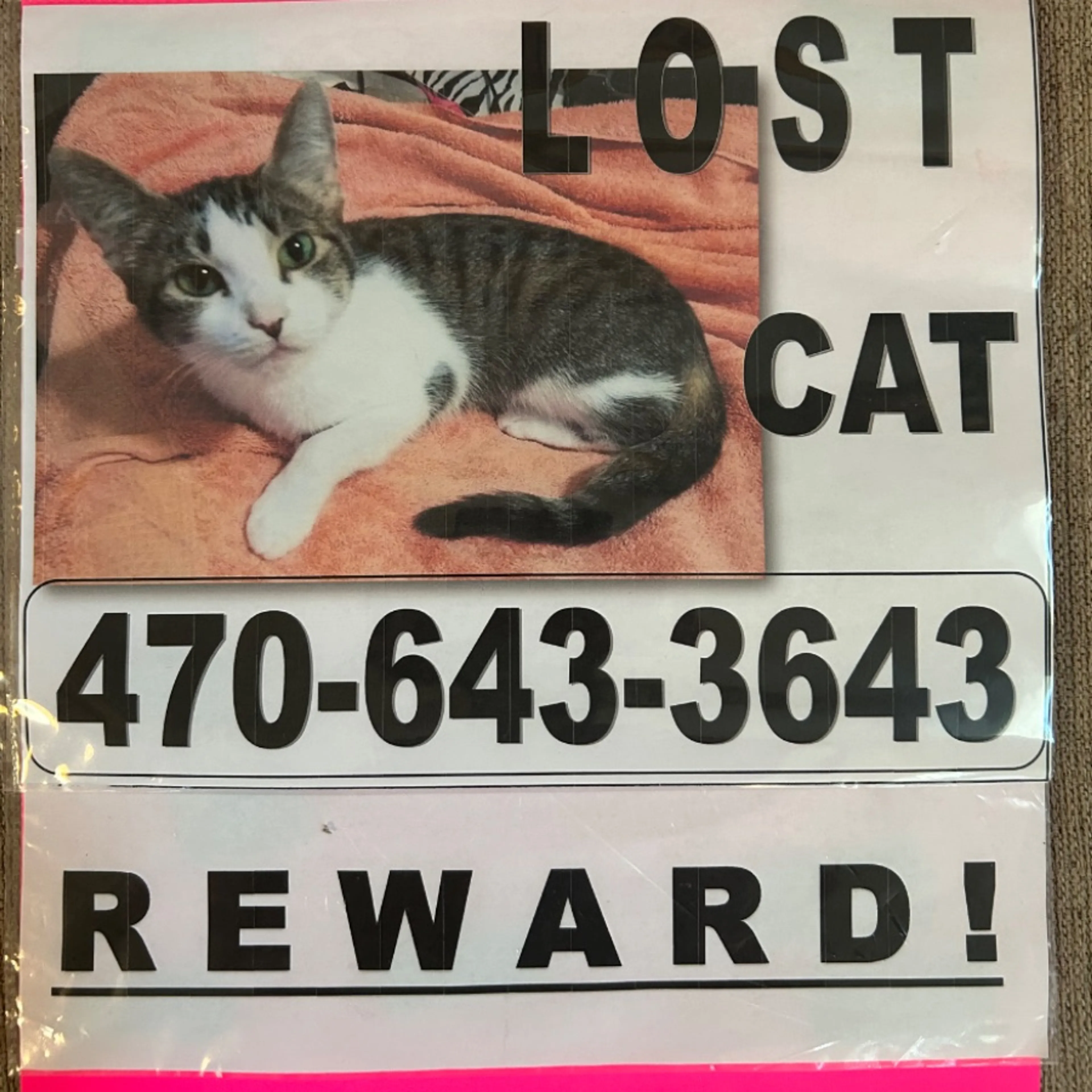 Lost pet-0
