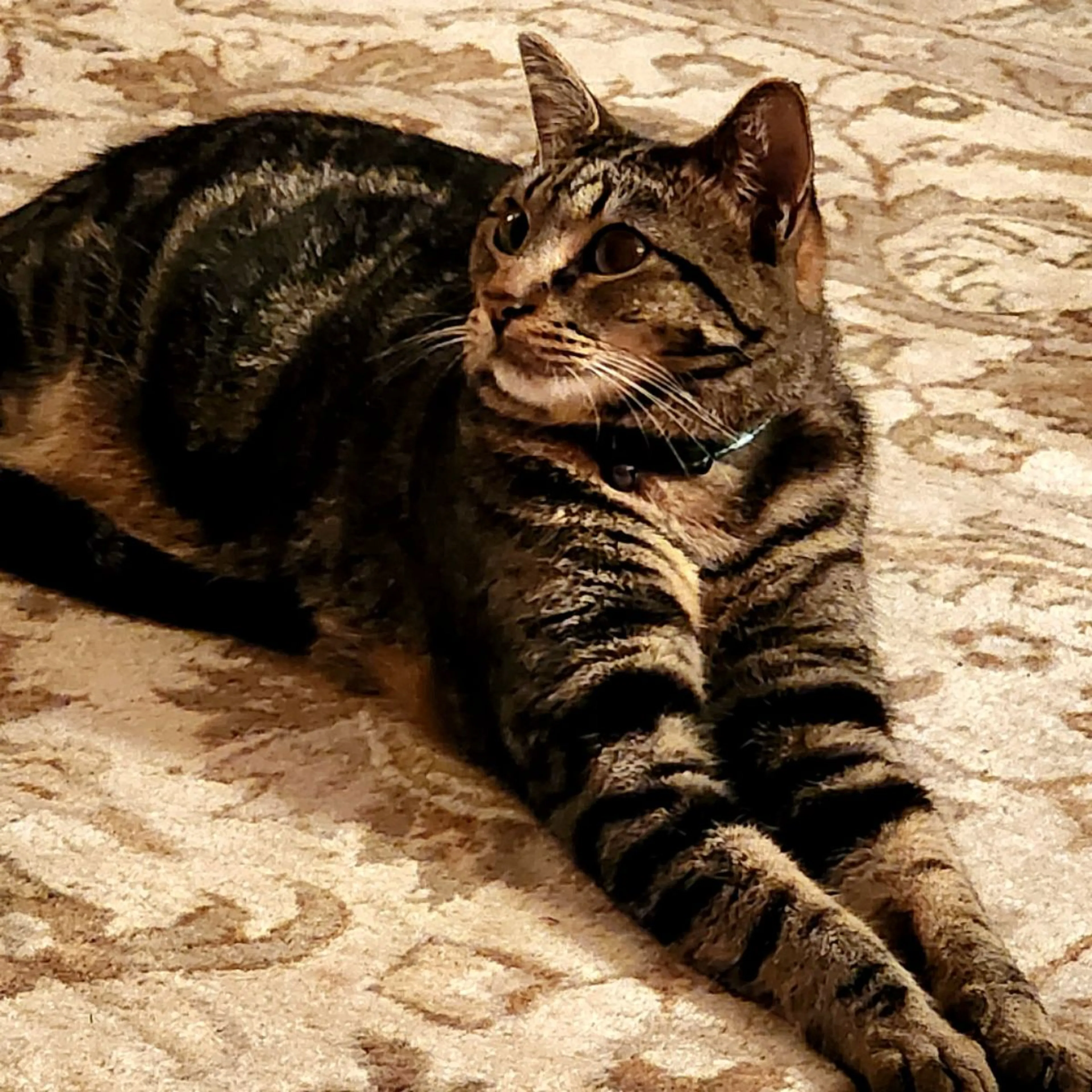 Lost pet