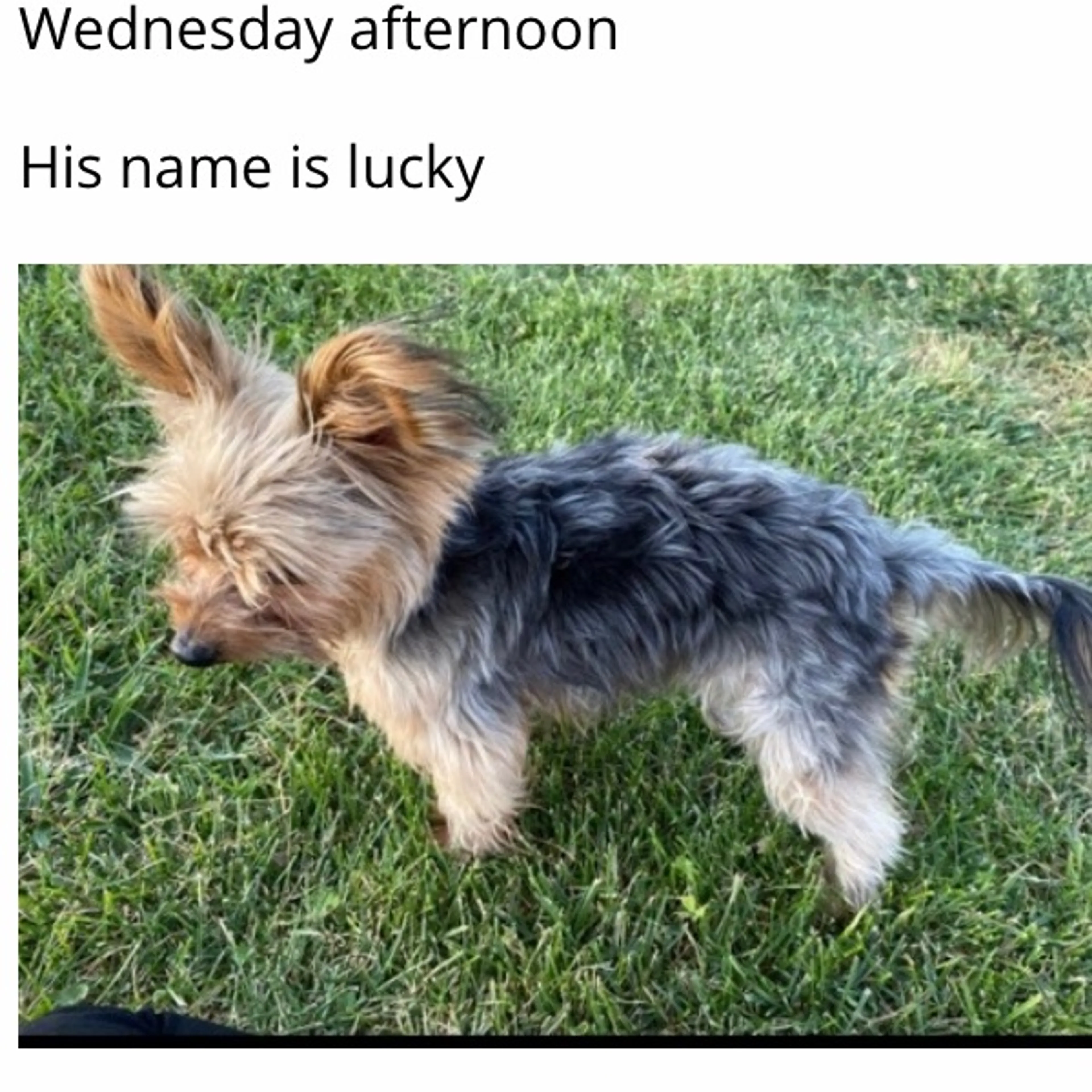 Lost pet
