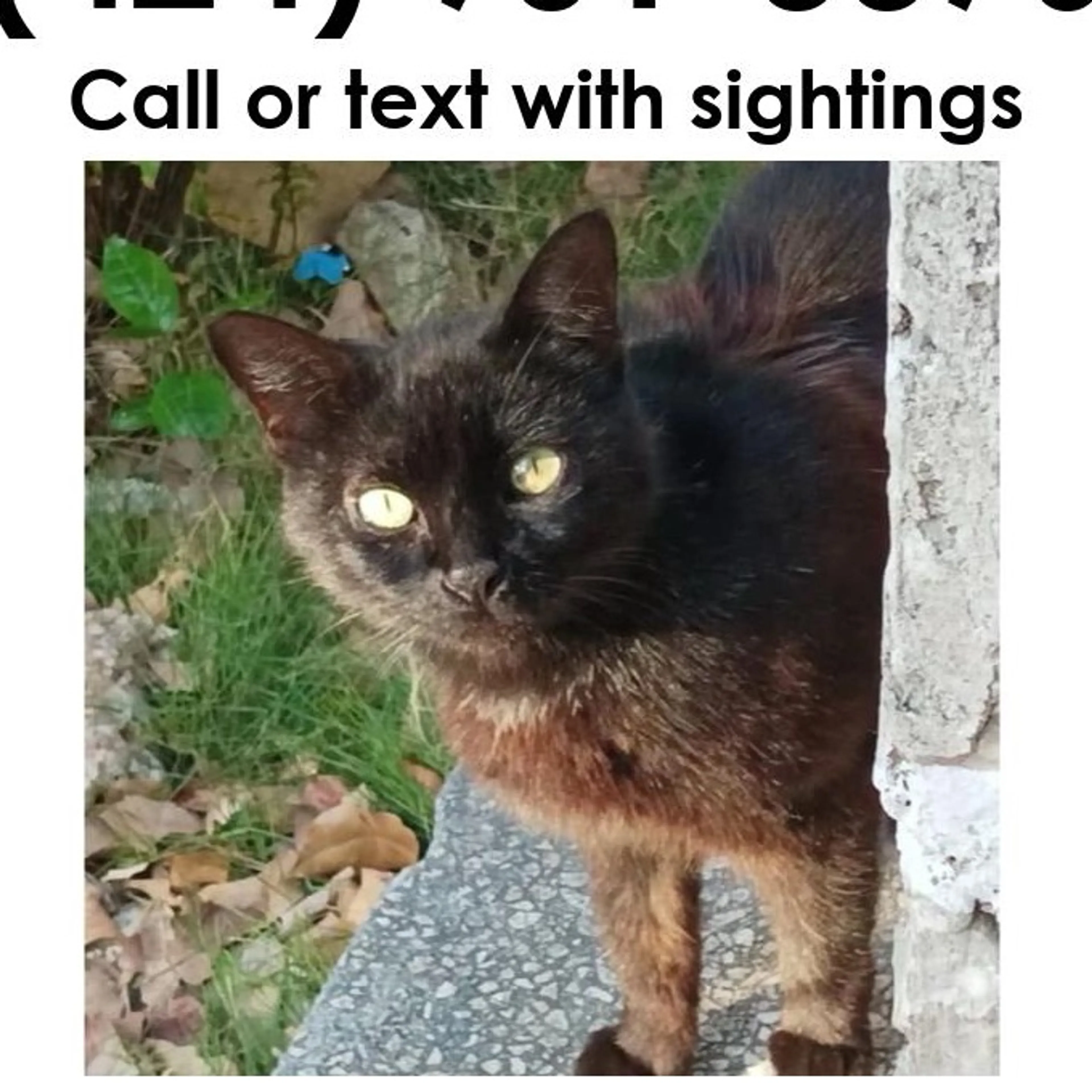 Lost pet