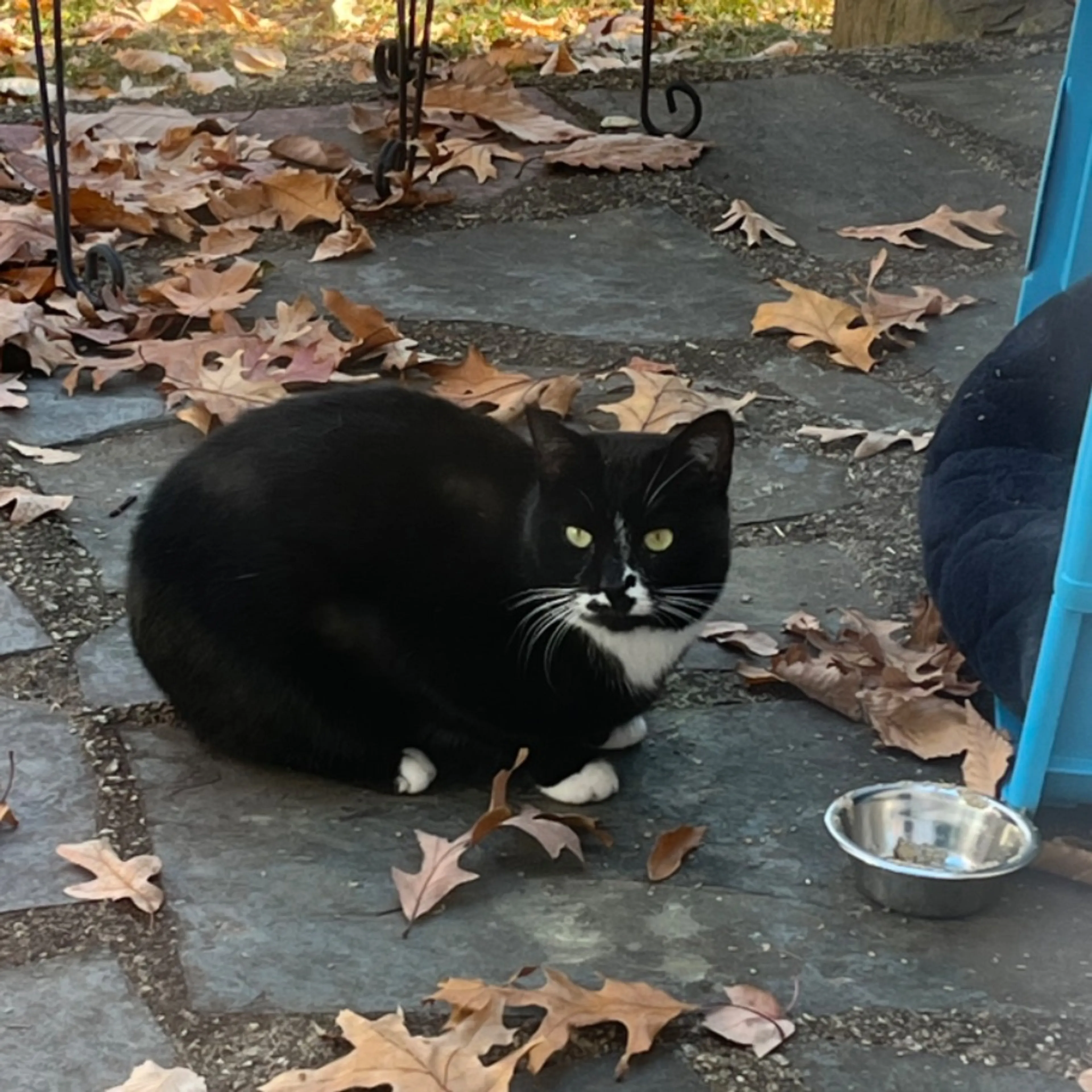 Found pet