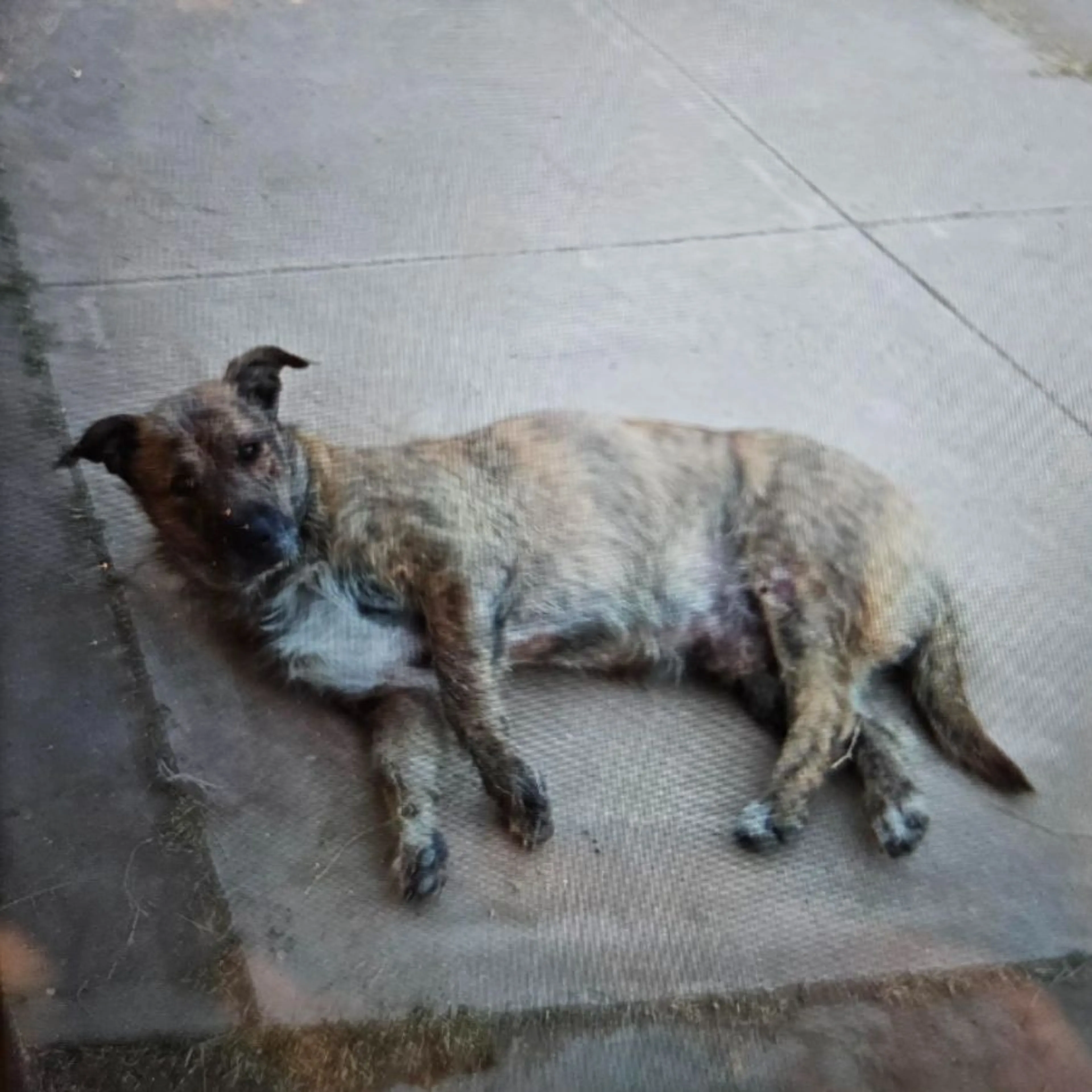 Lost pet