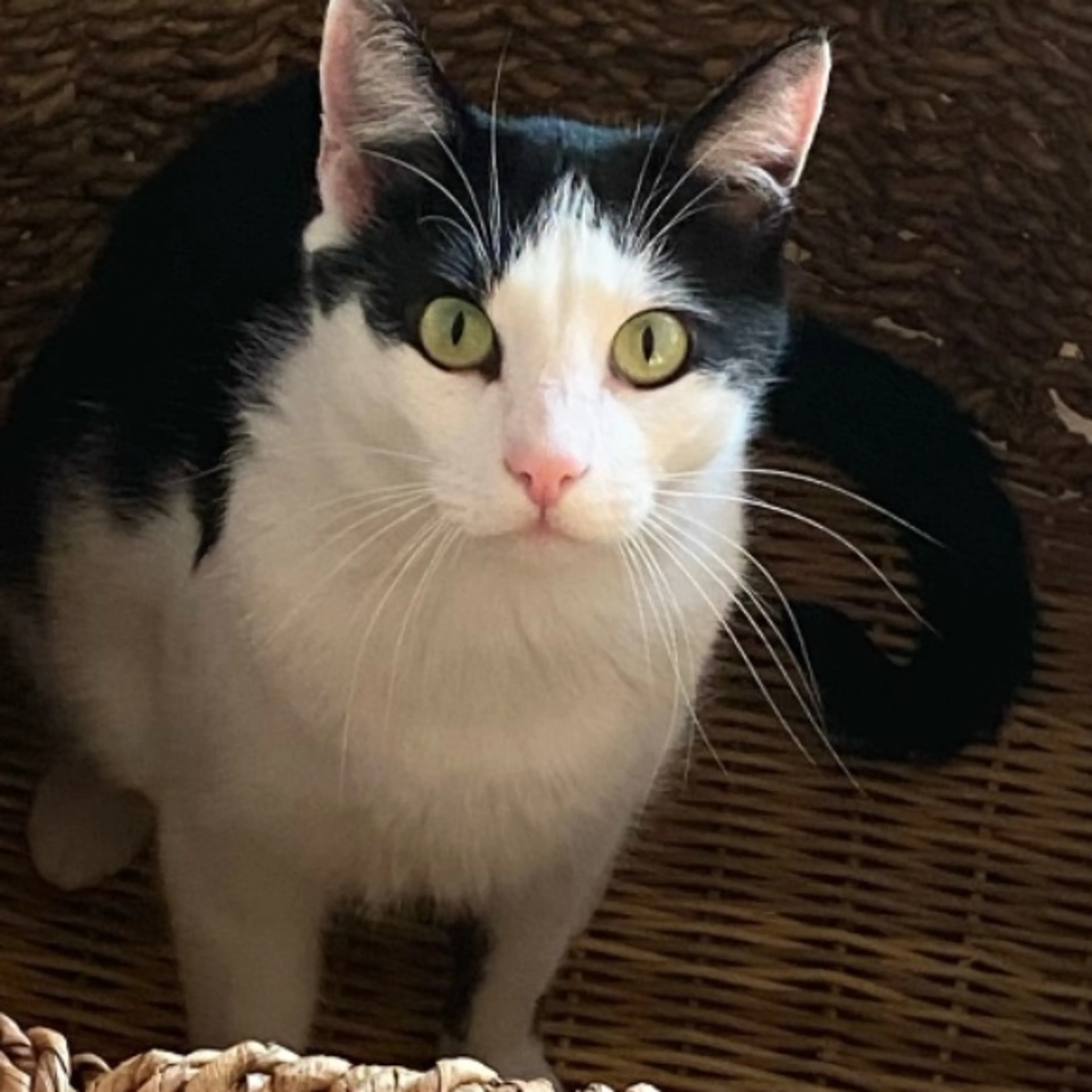 Lost pet