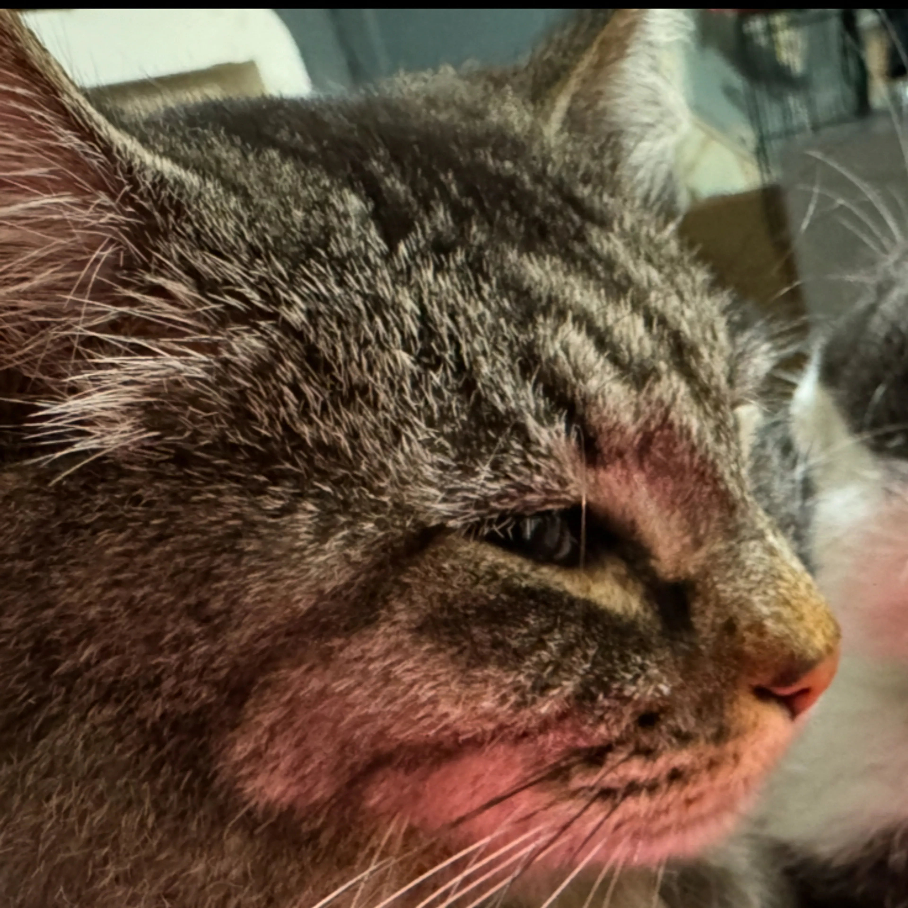 Lost pet-2