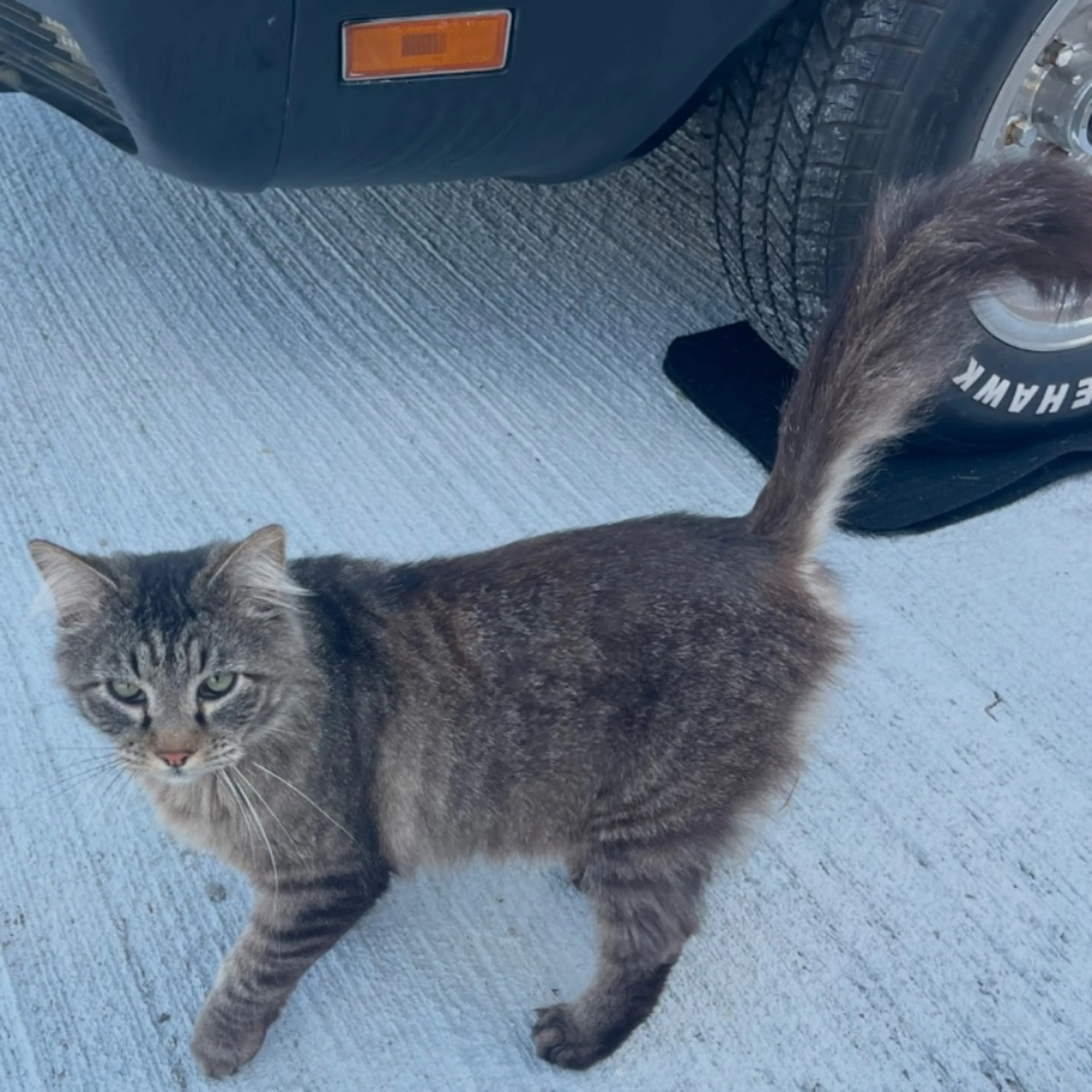 Lost pet-0