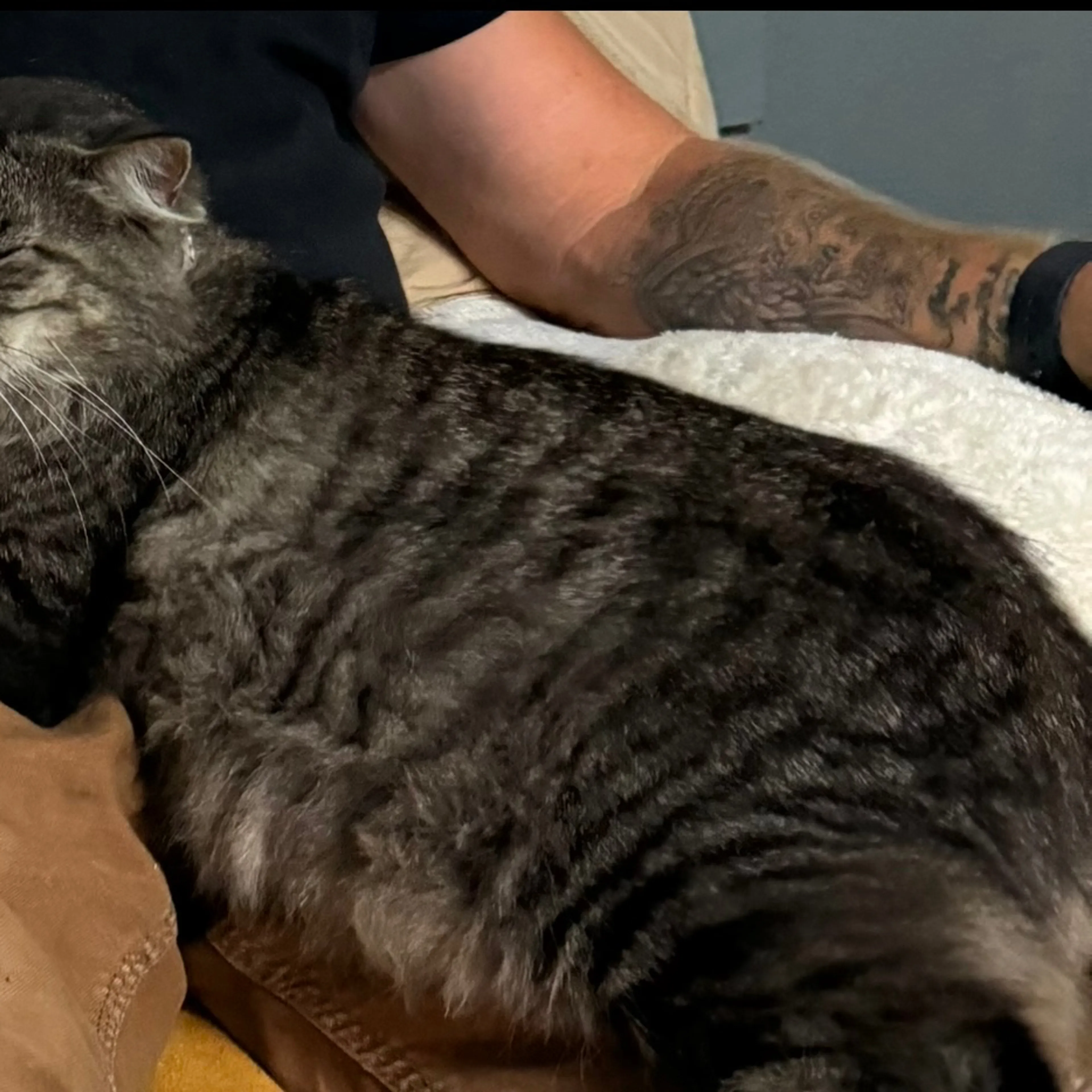 Lost pet-1