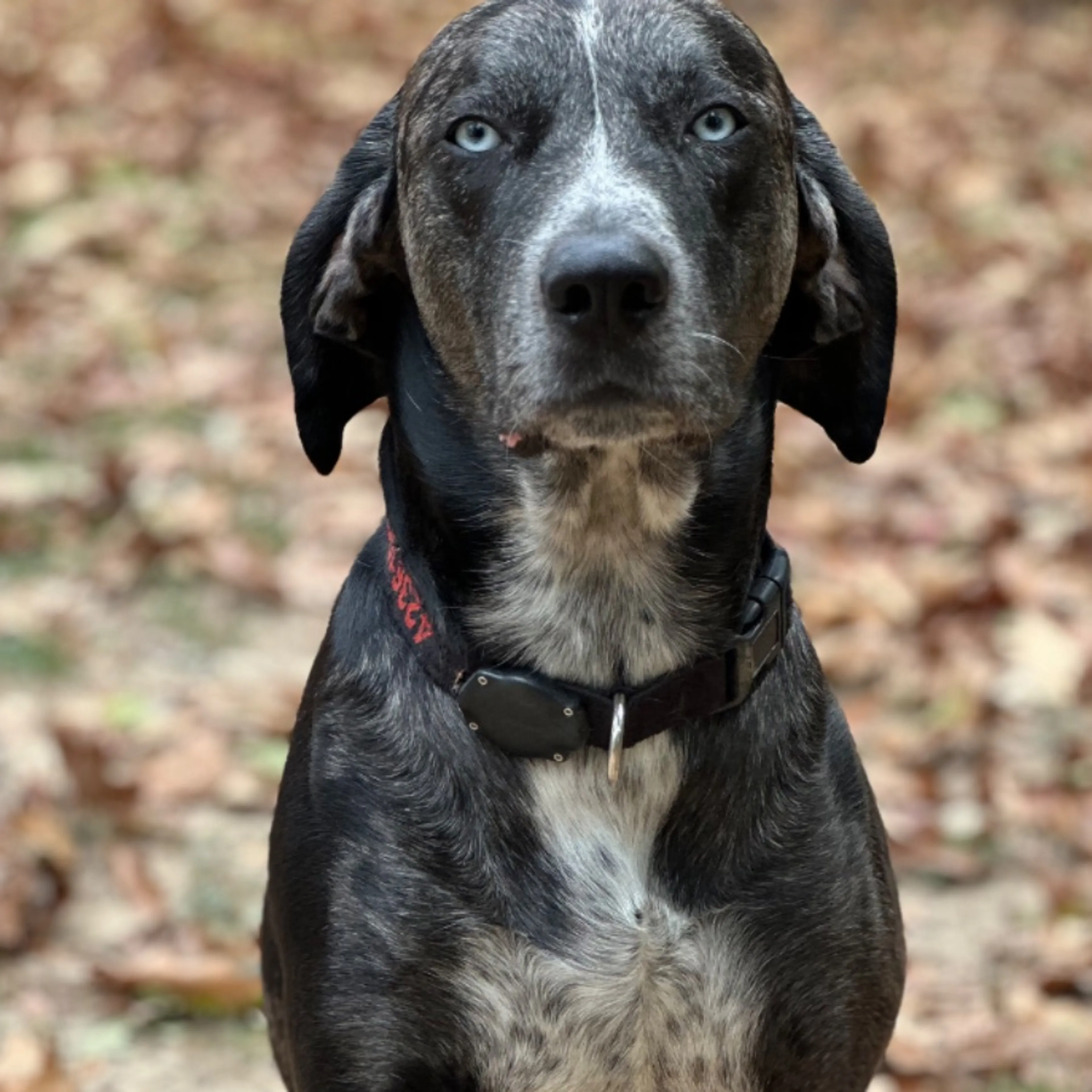 Lost pet