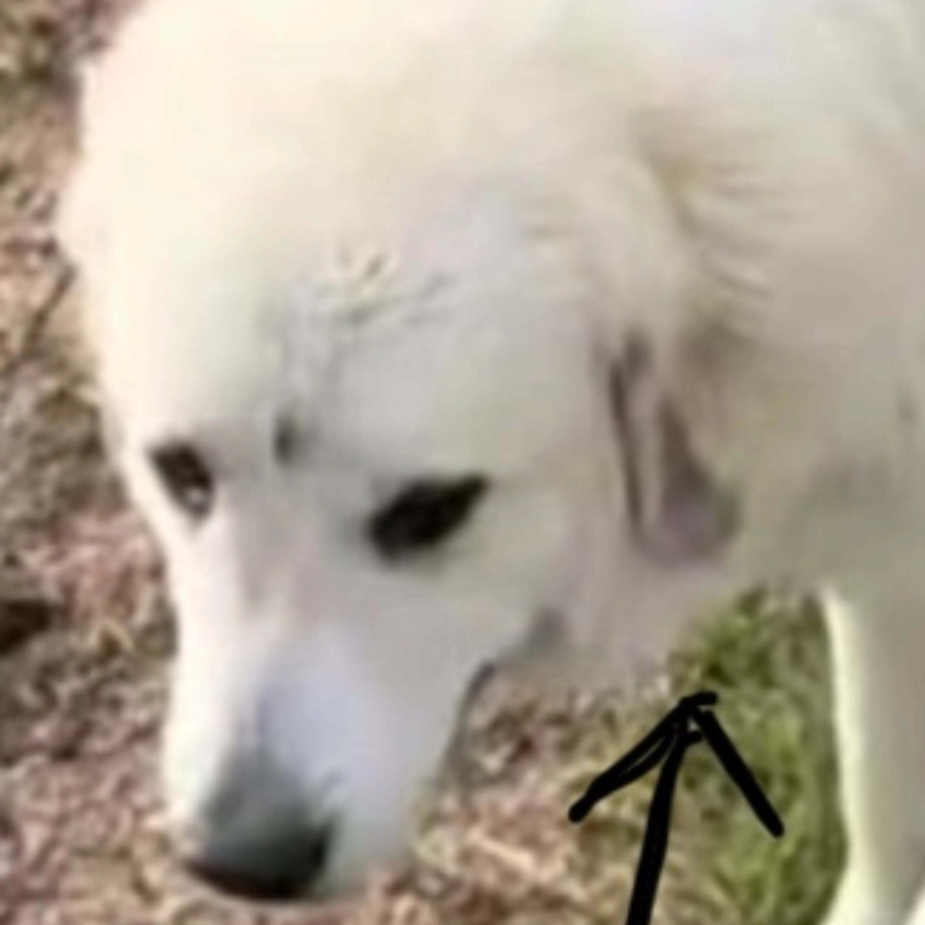 Lost pet-2