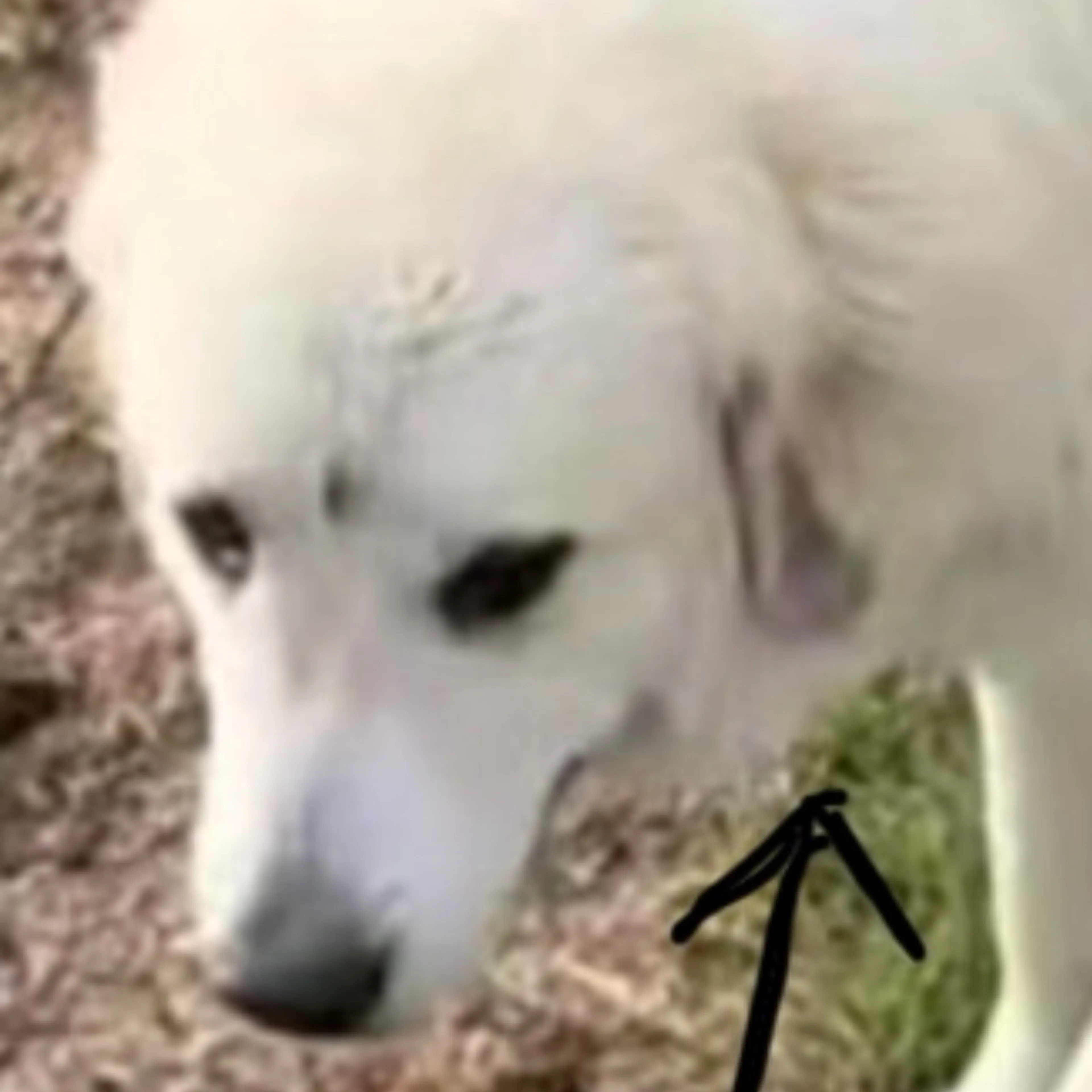 Lost pet-3