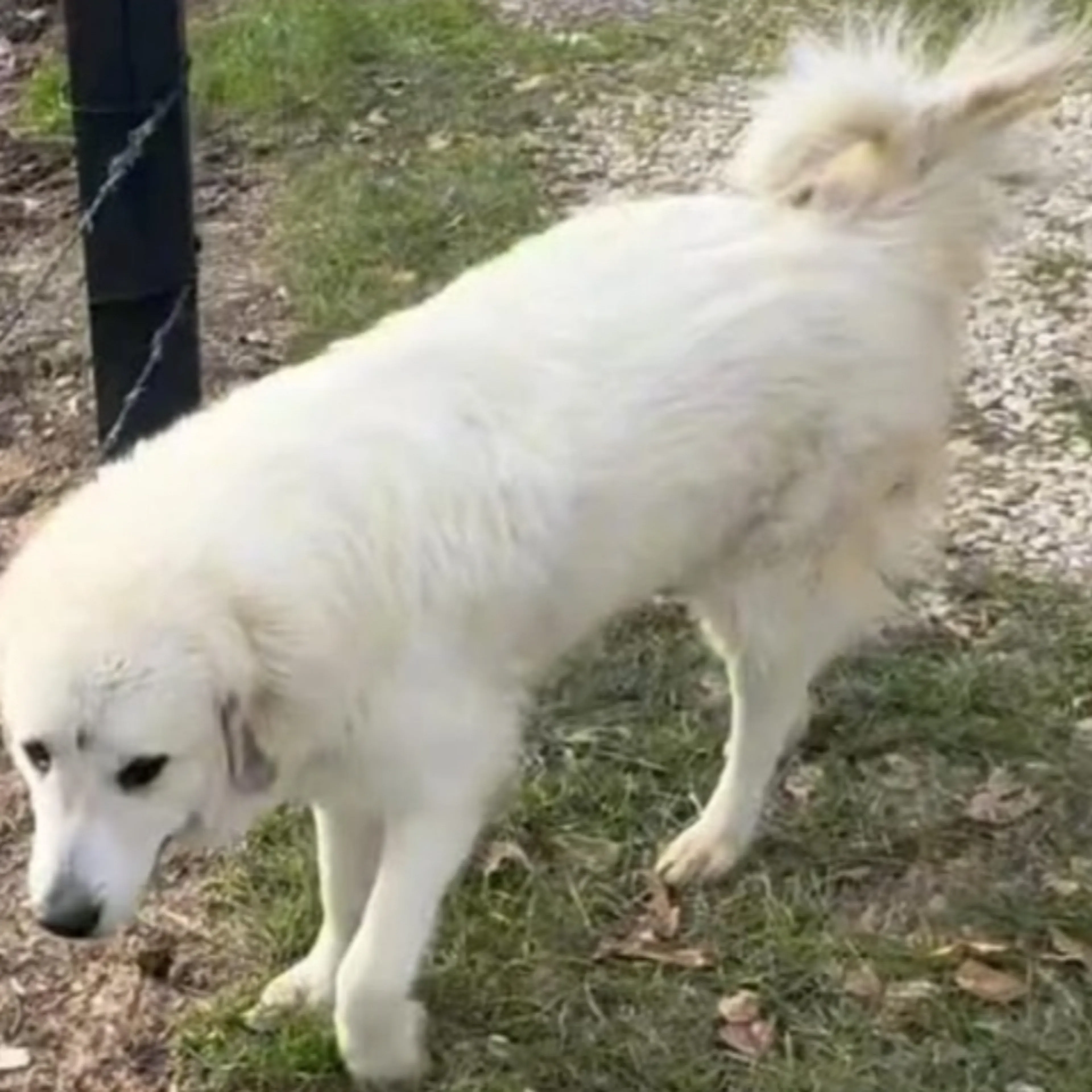 Lost pet-1