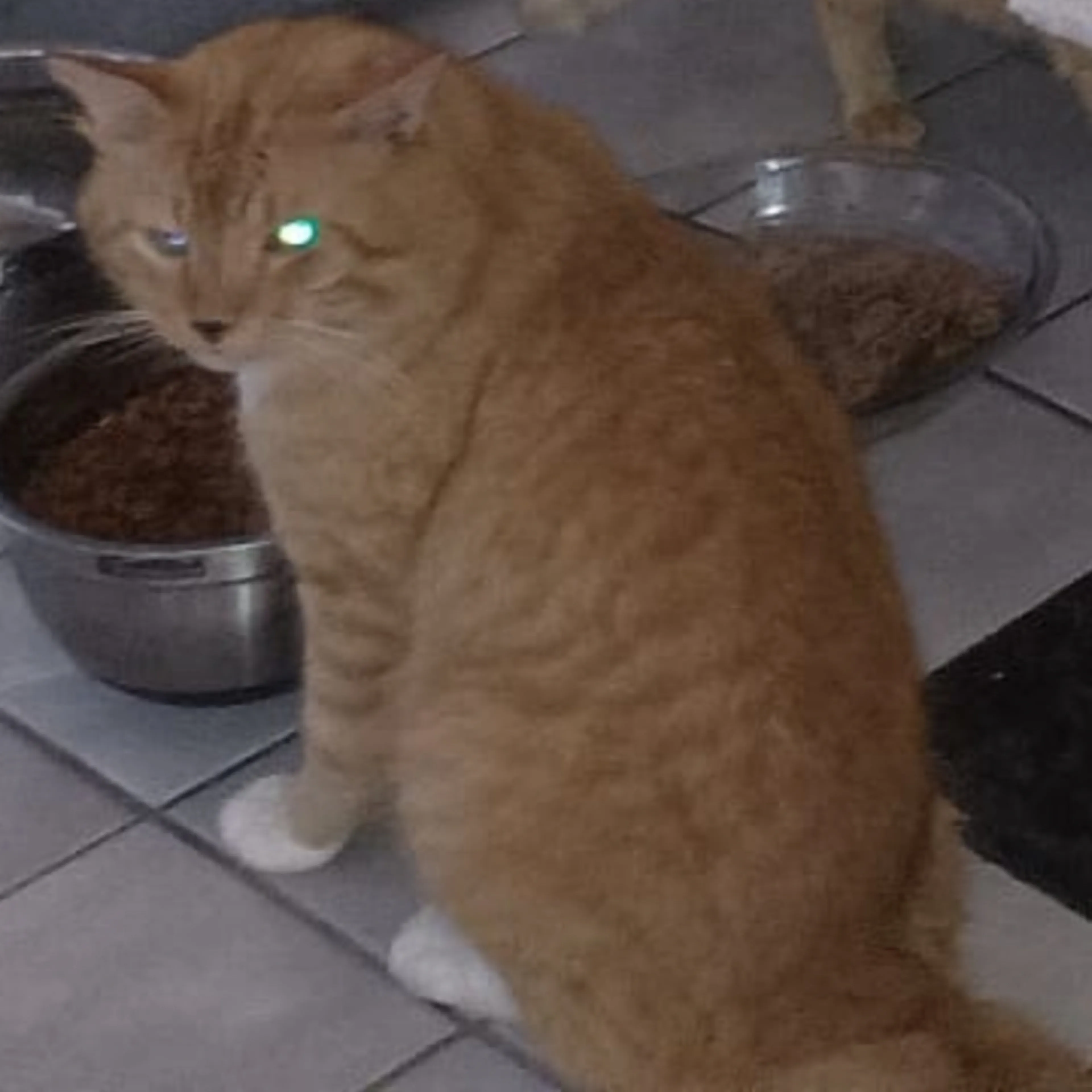 Lost pet-0