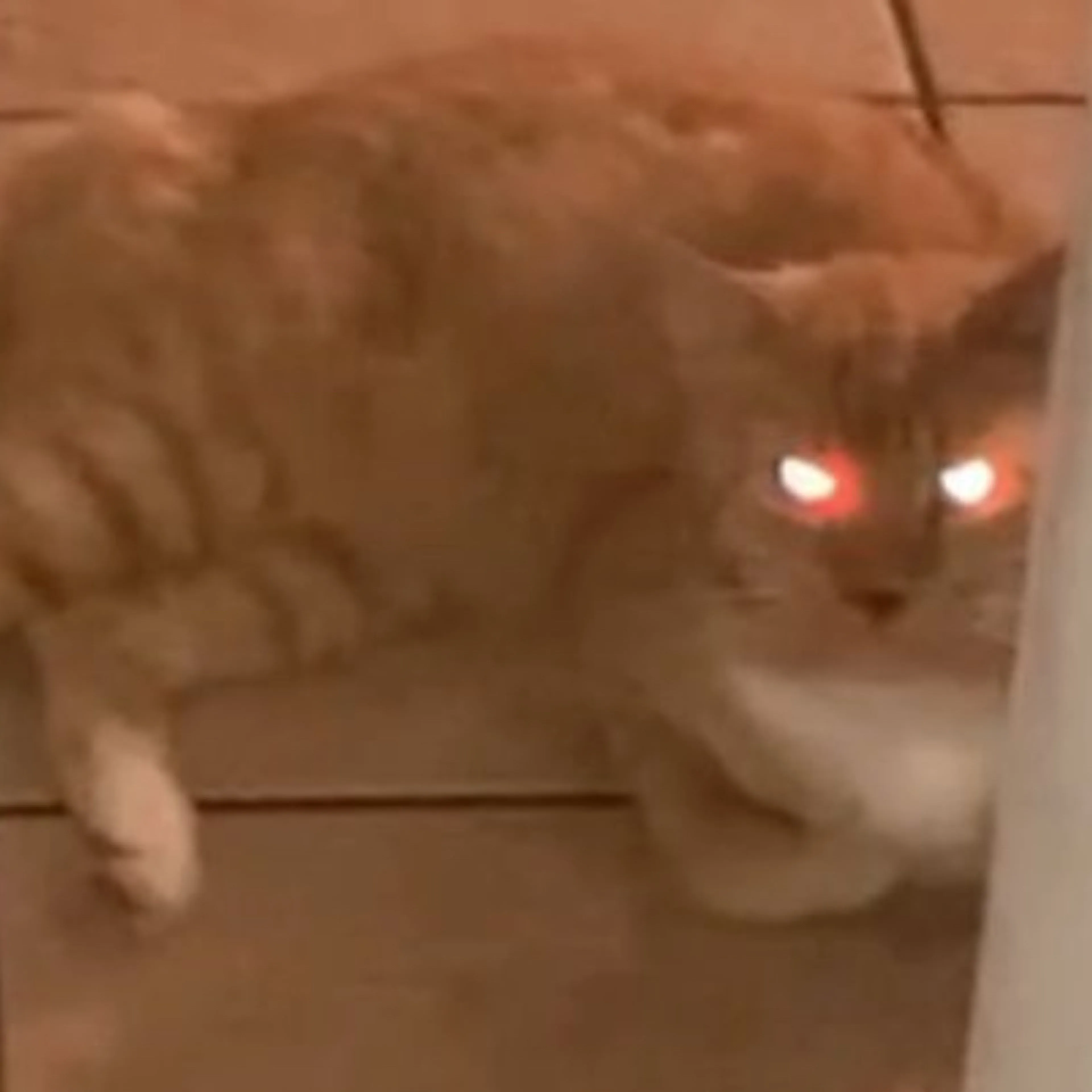 Lost pet-1