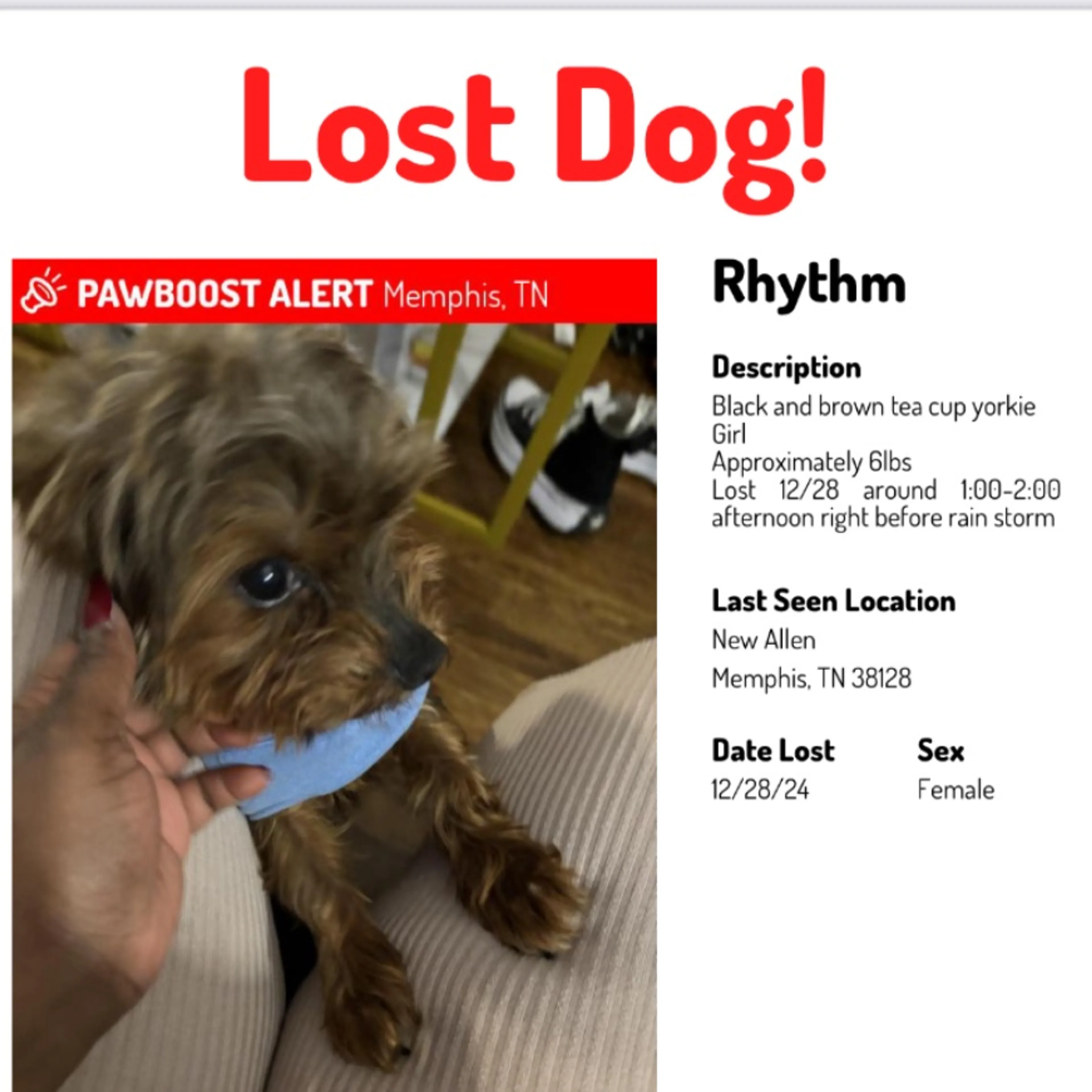 Lost pet