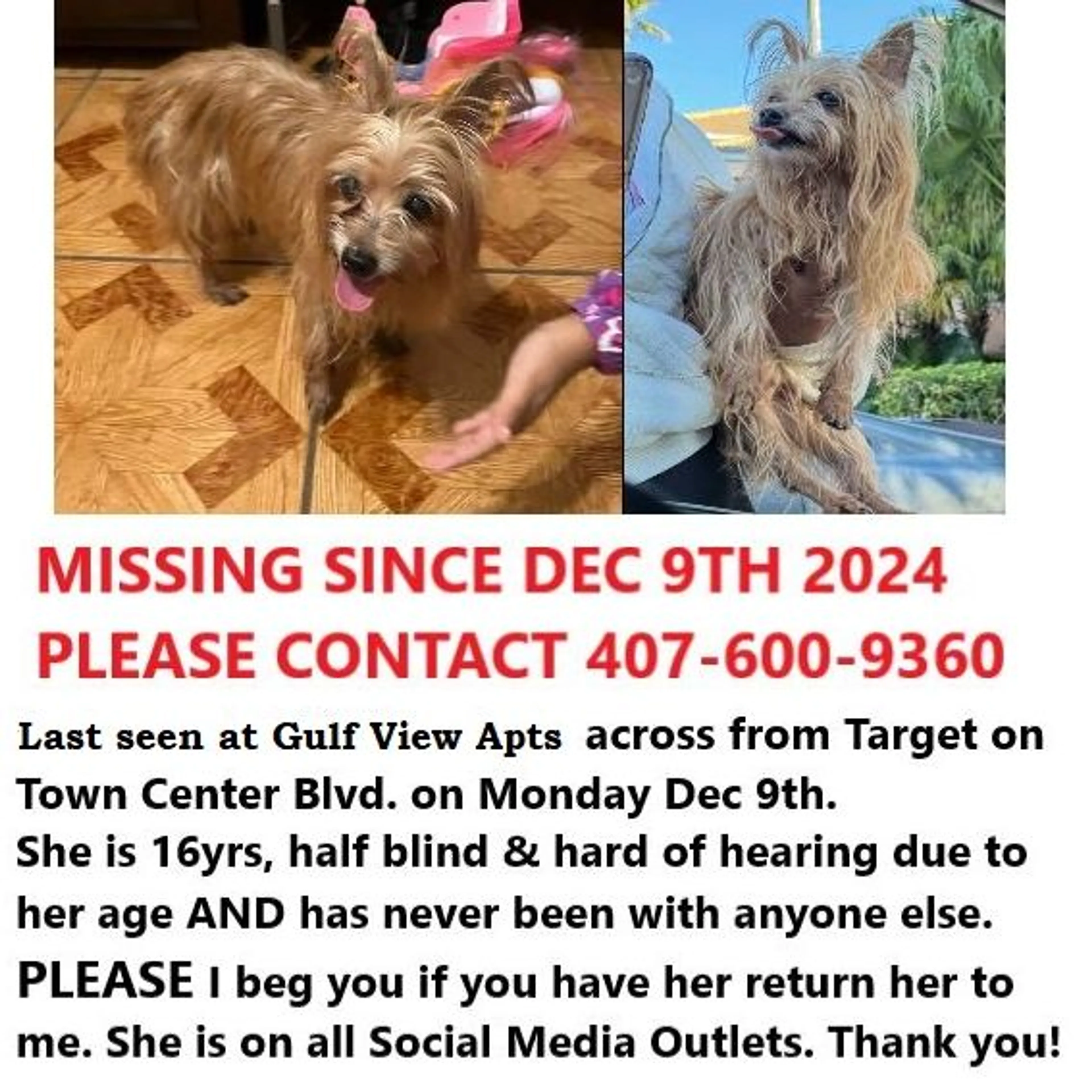 Lost pet