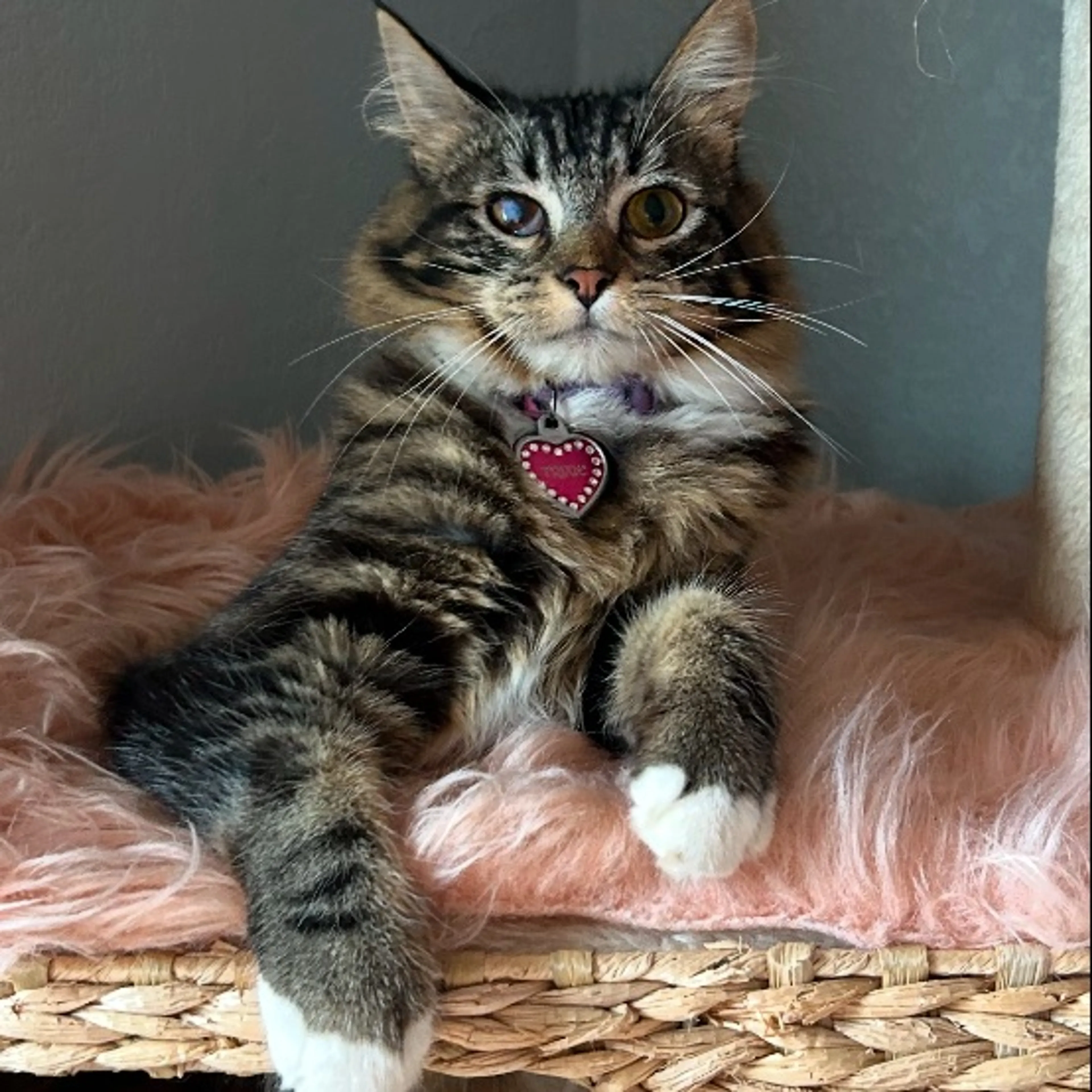 Lost pet