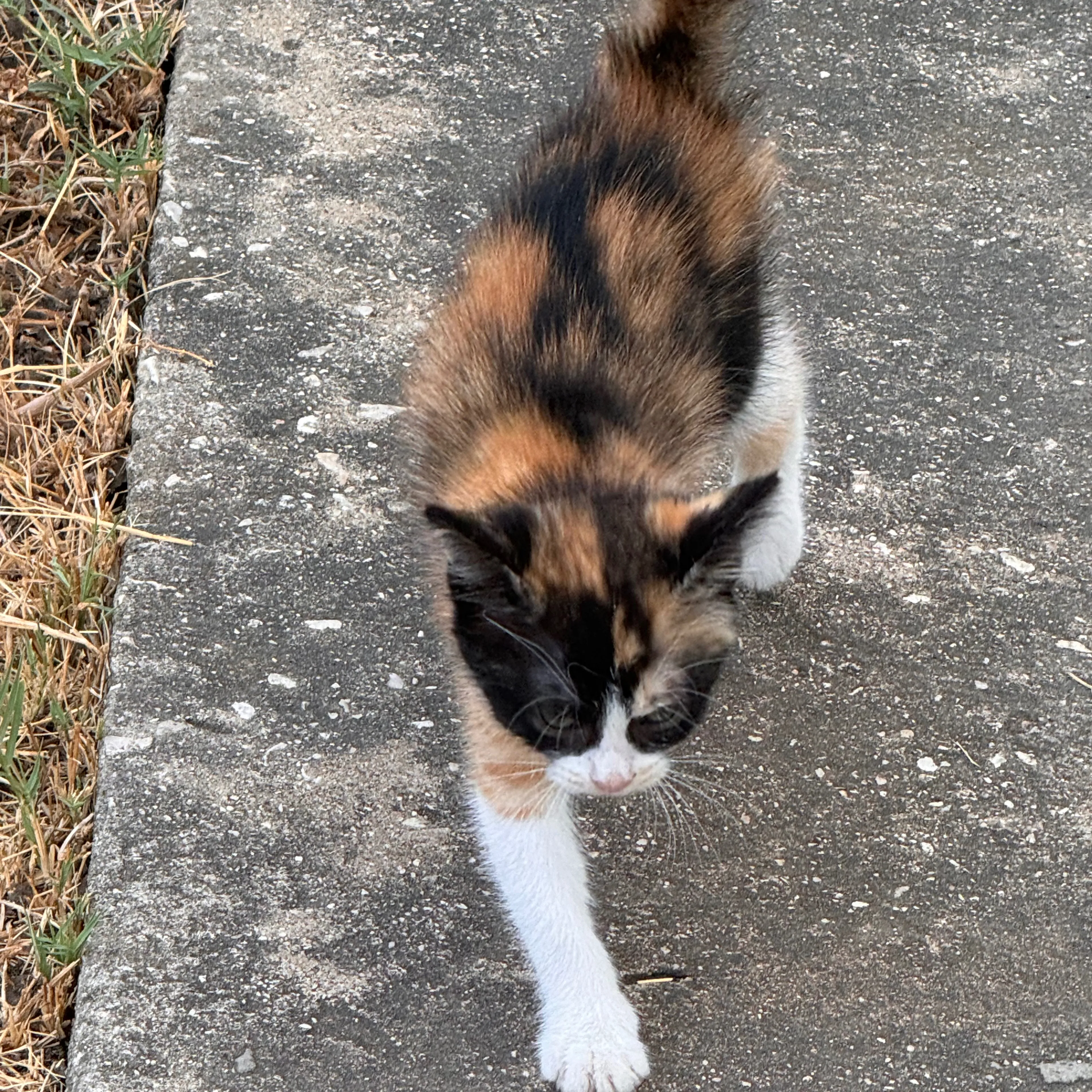 Lost pet-1