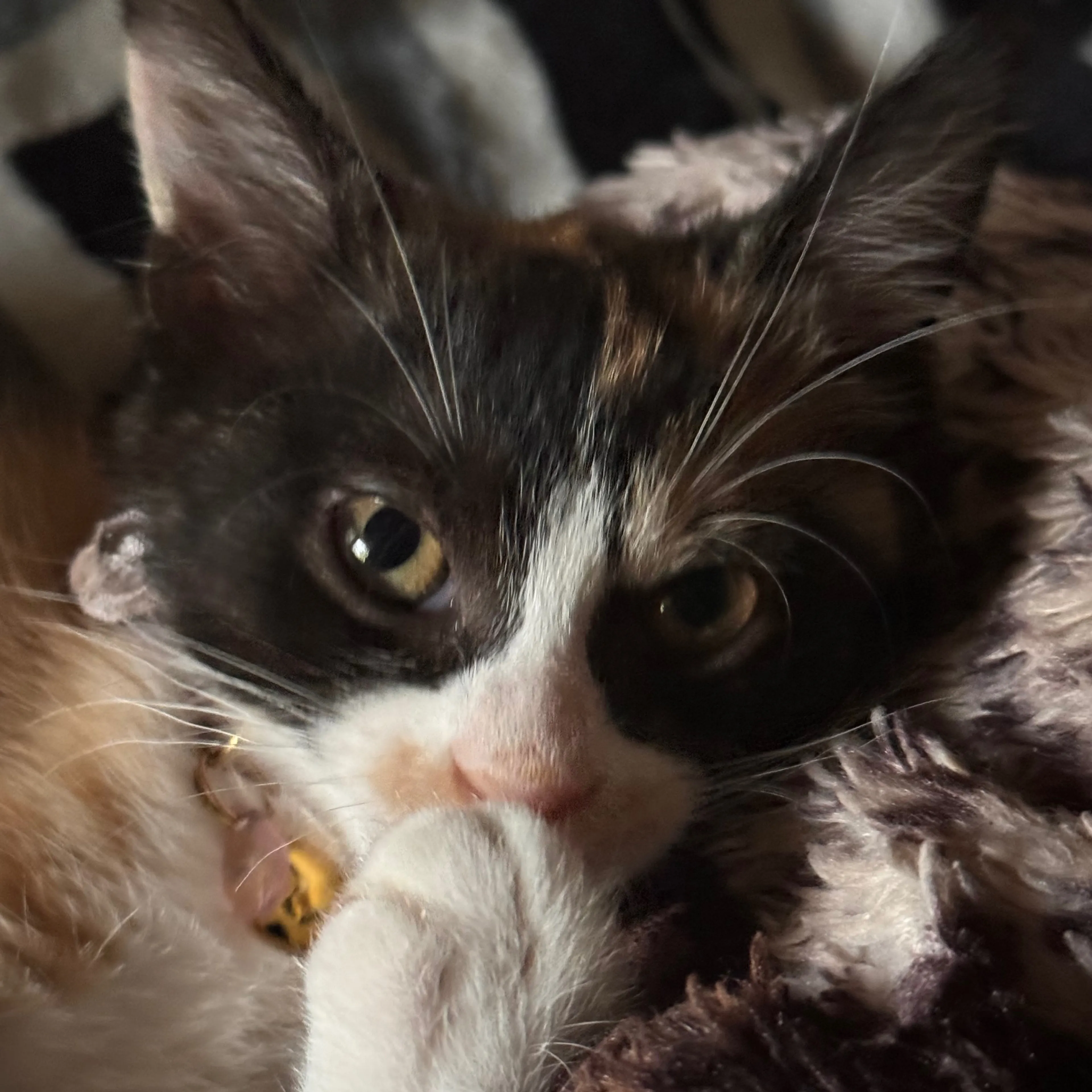Lost pet-2