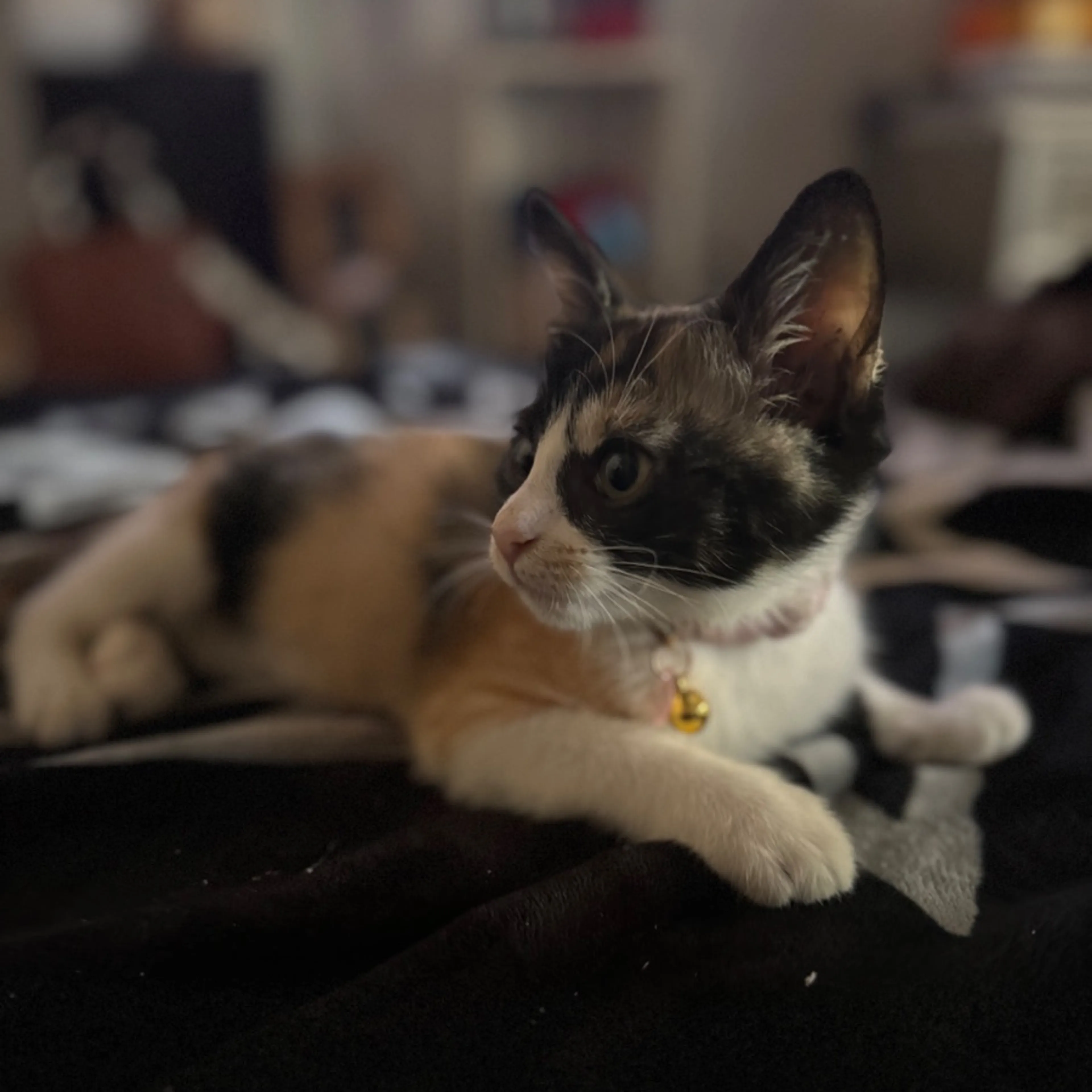 Lost pet-0