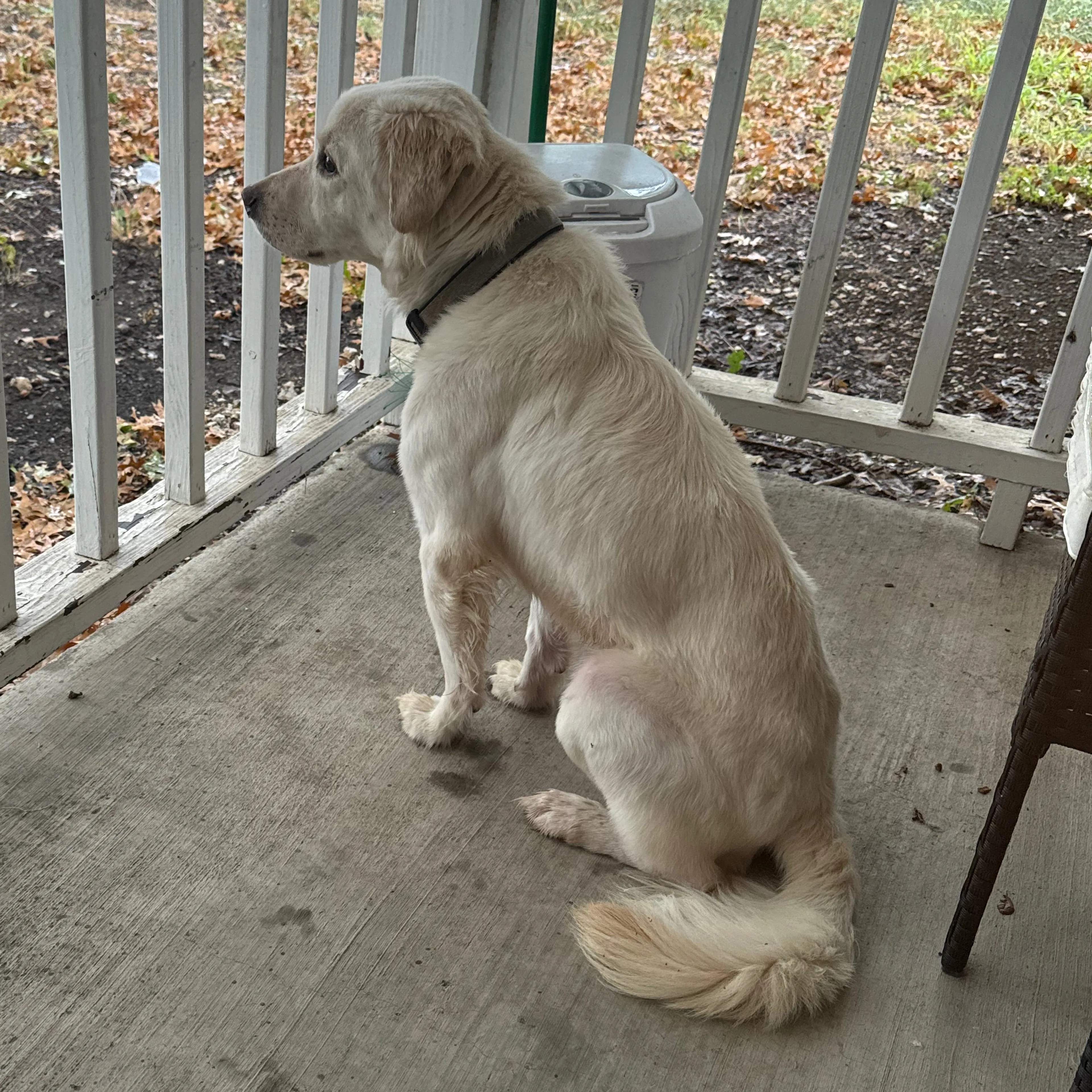 Lost pet-0