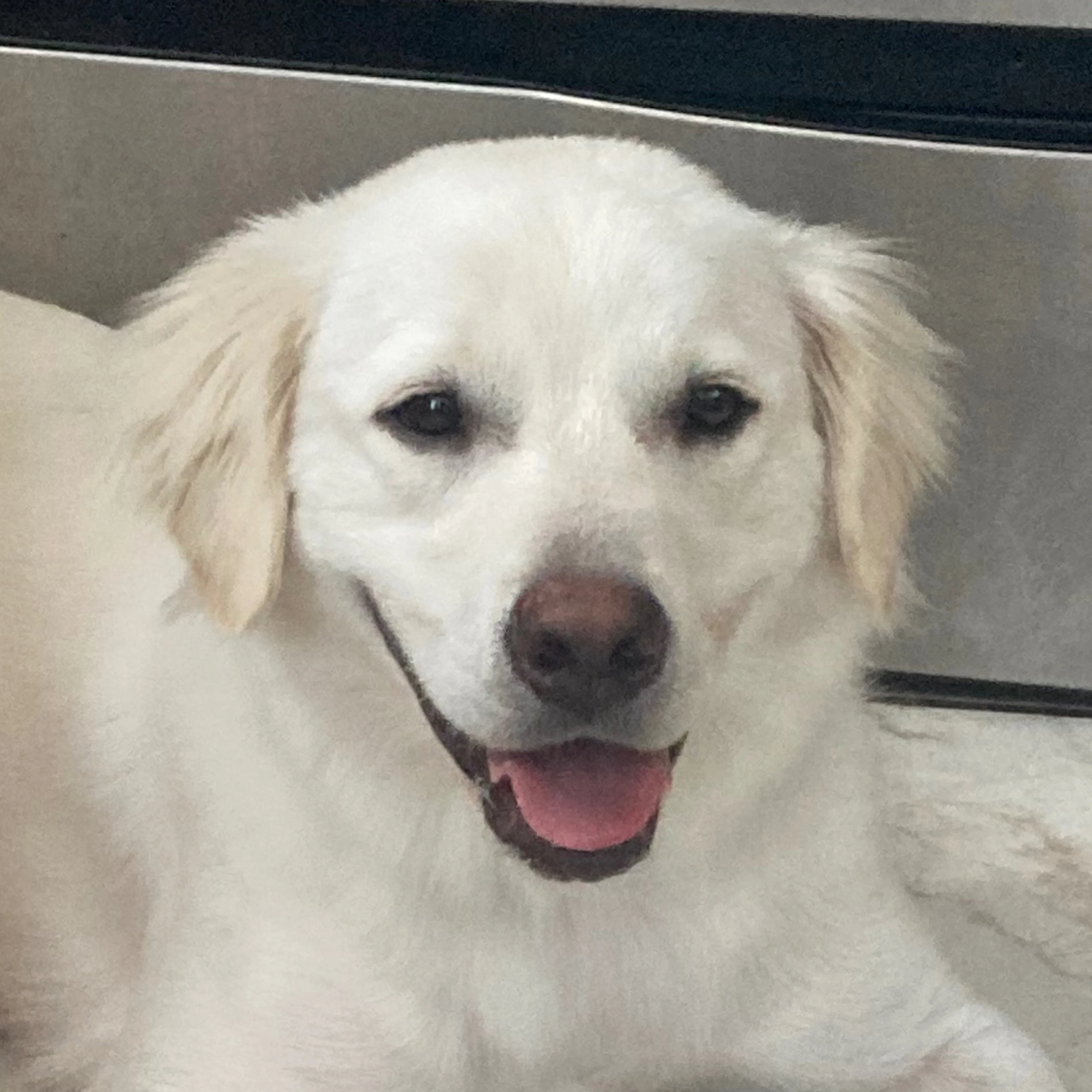 Lost pet-2