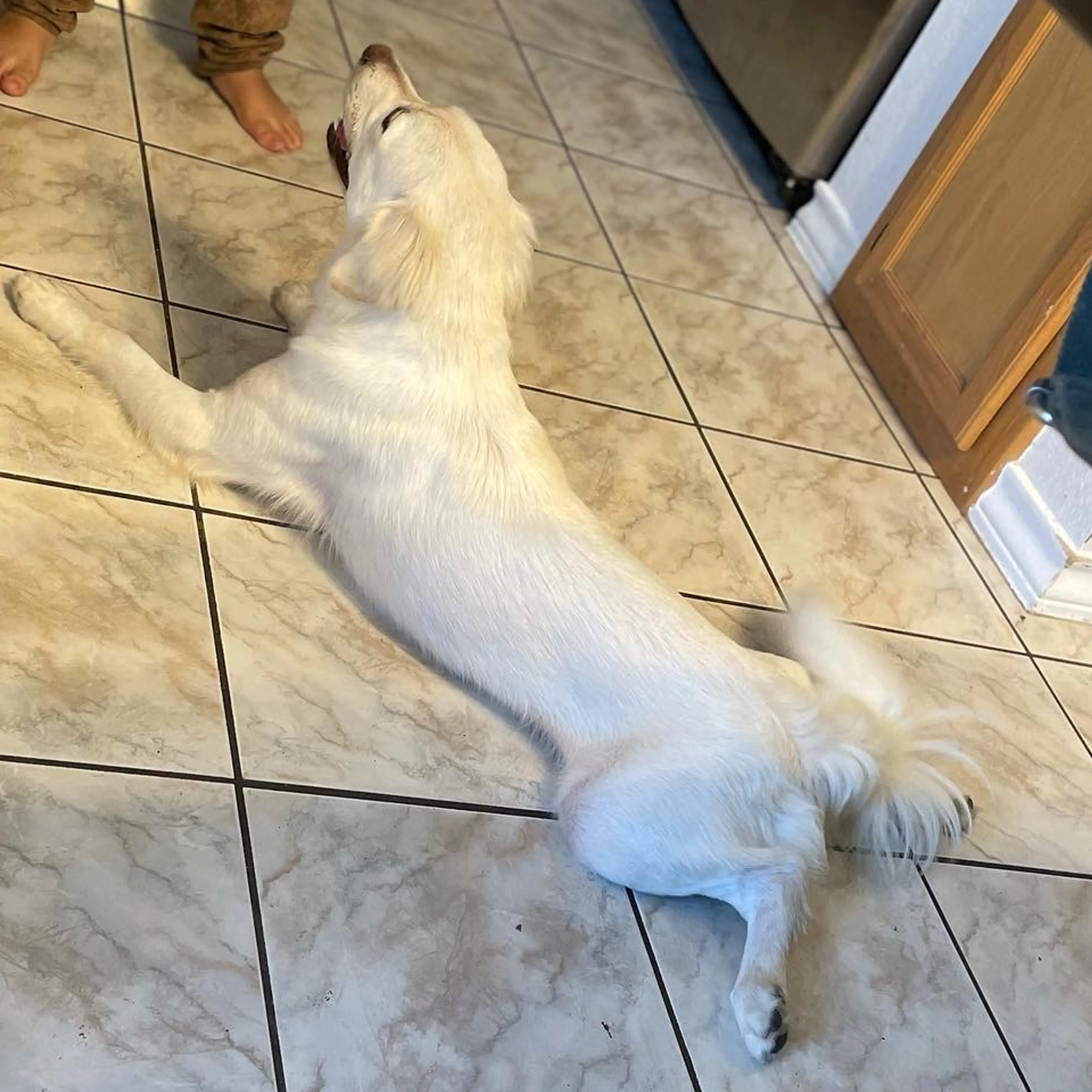 Lost pet-1
