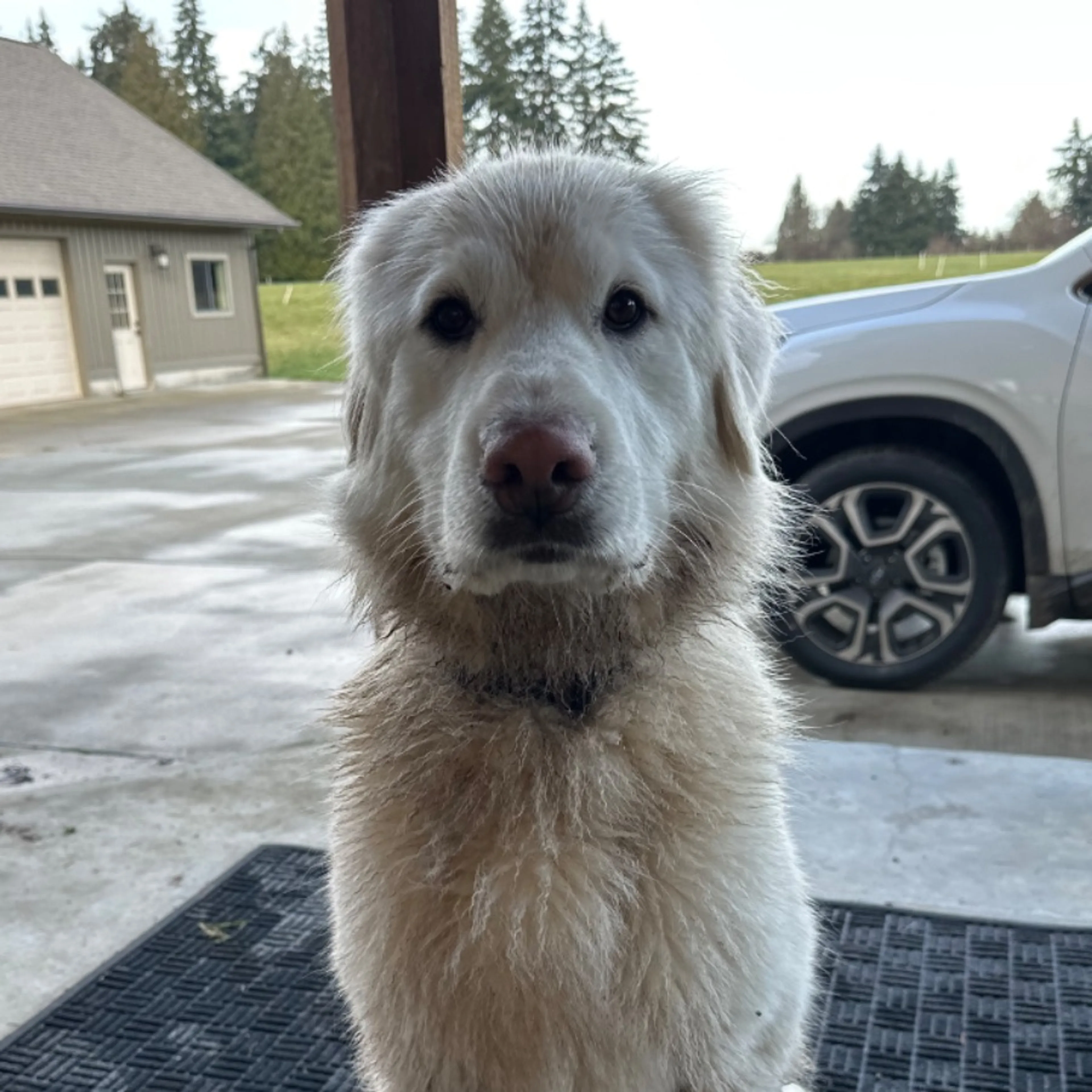 Lost pet