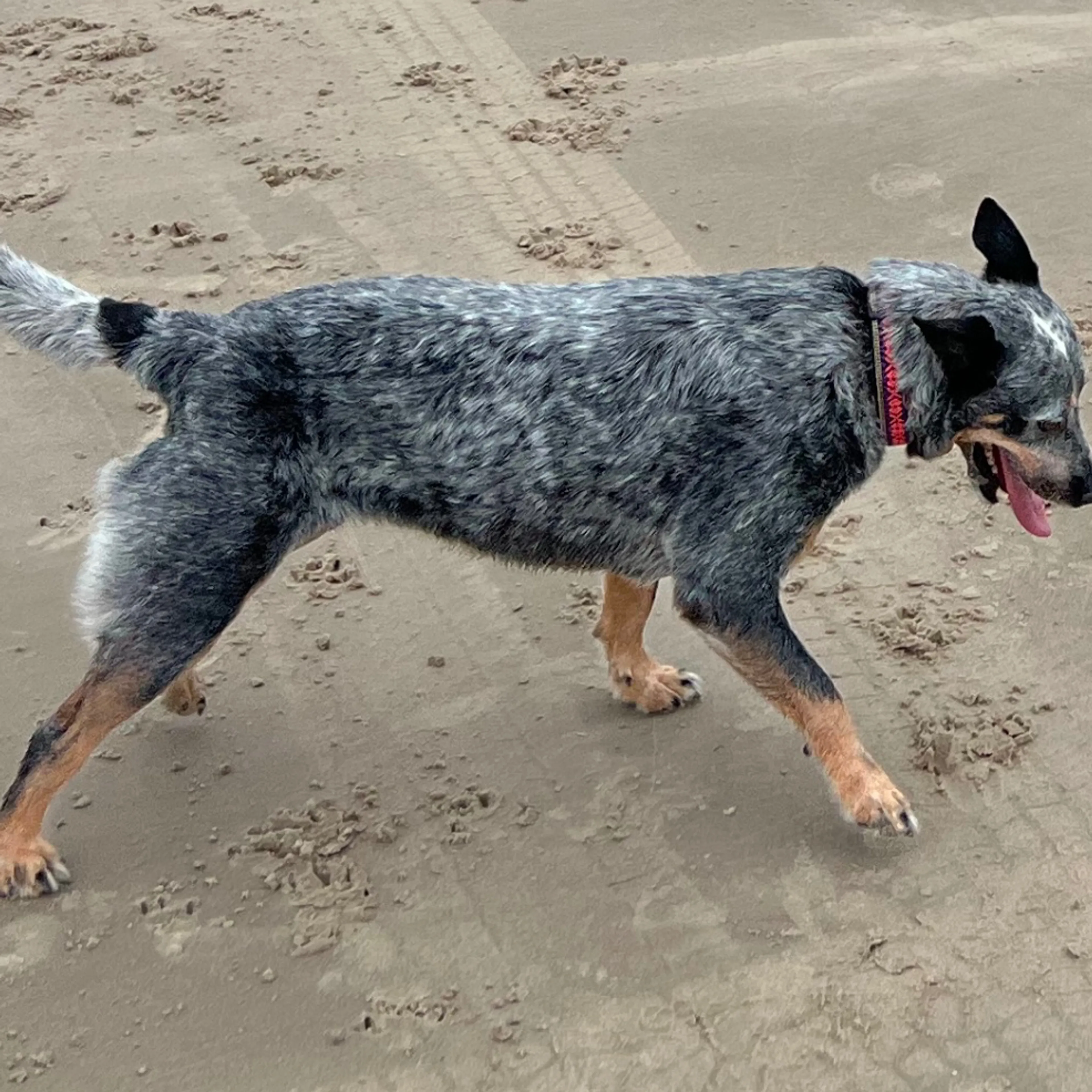 Lost pet-1