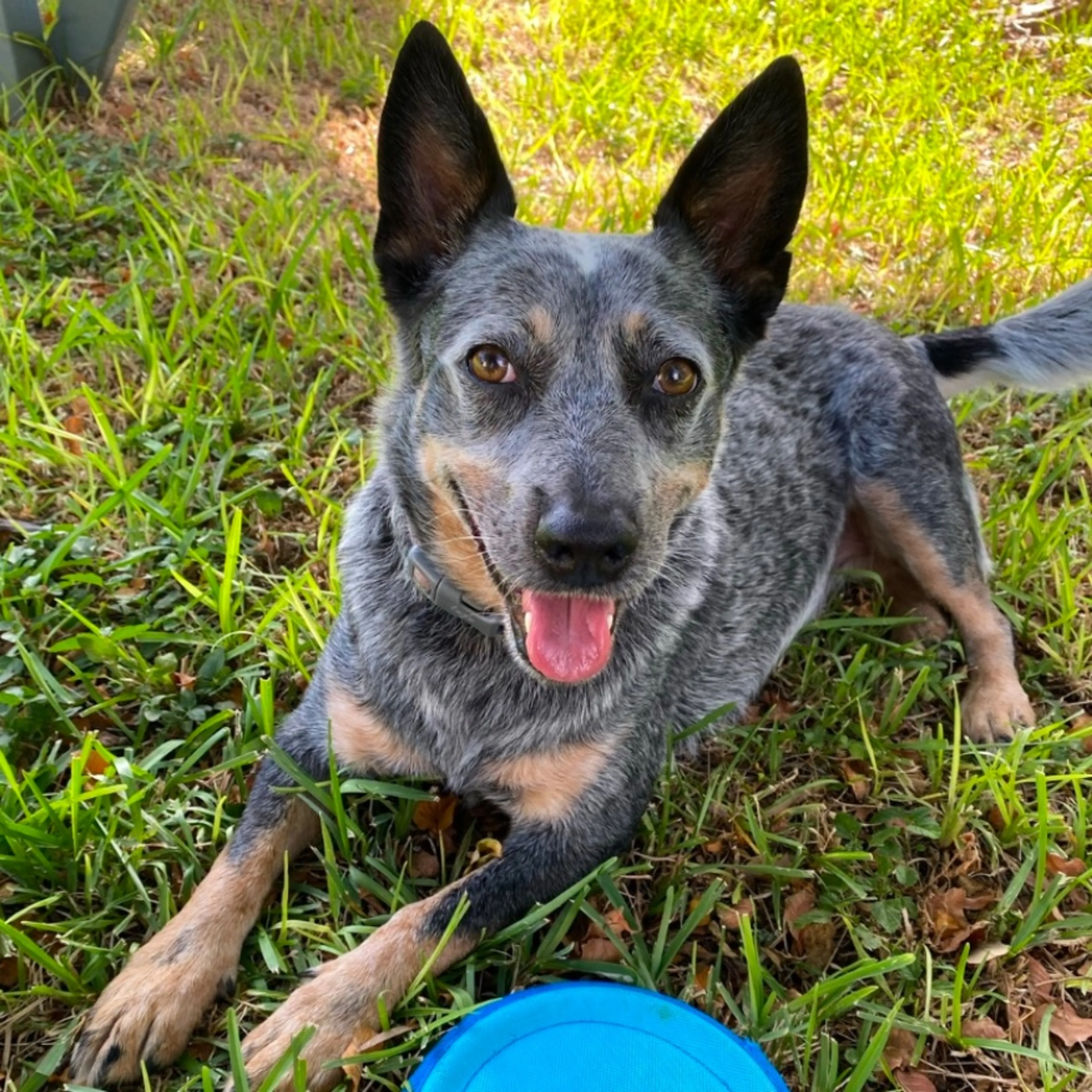 Lost pet-0