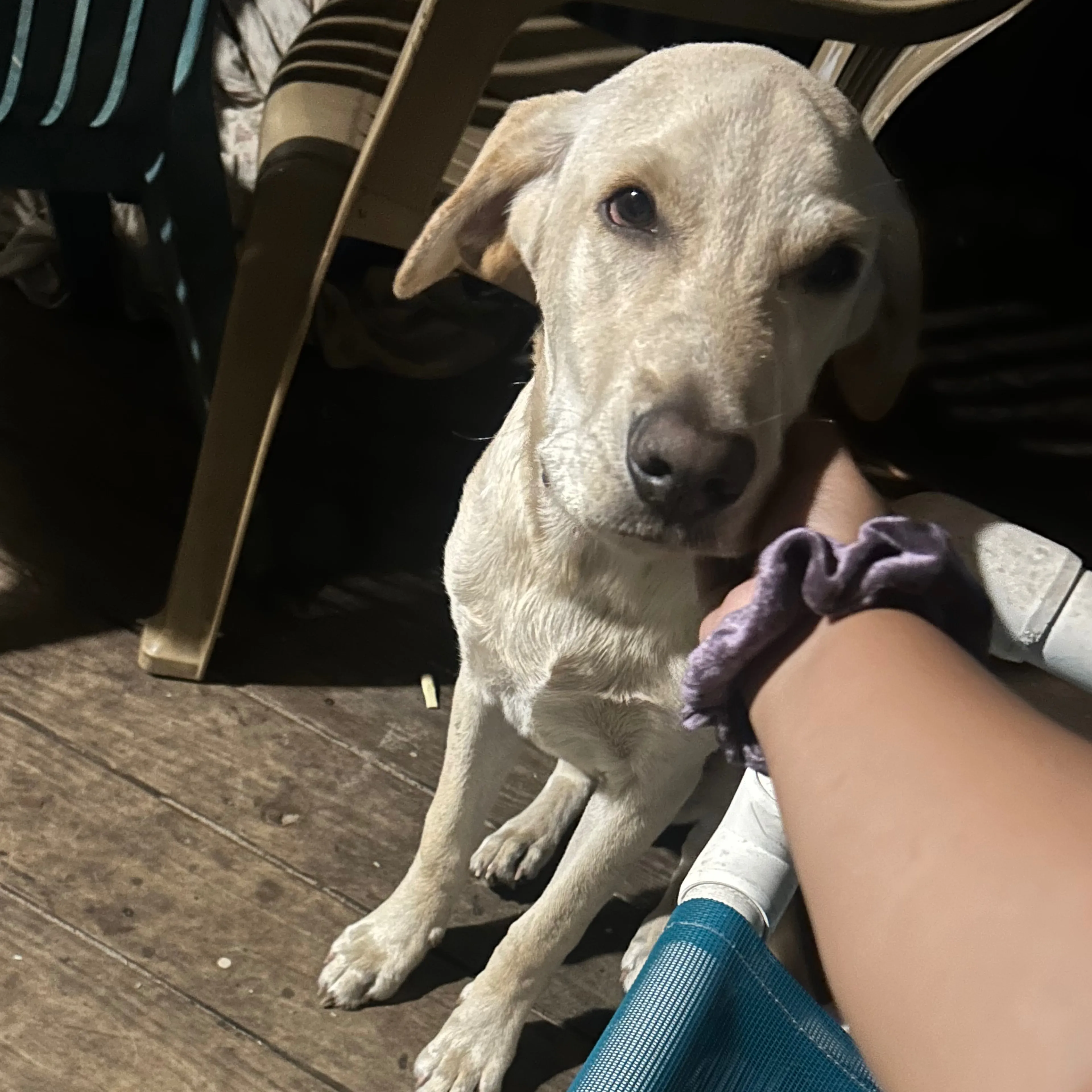 Lost pet-1