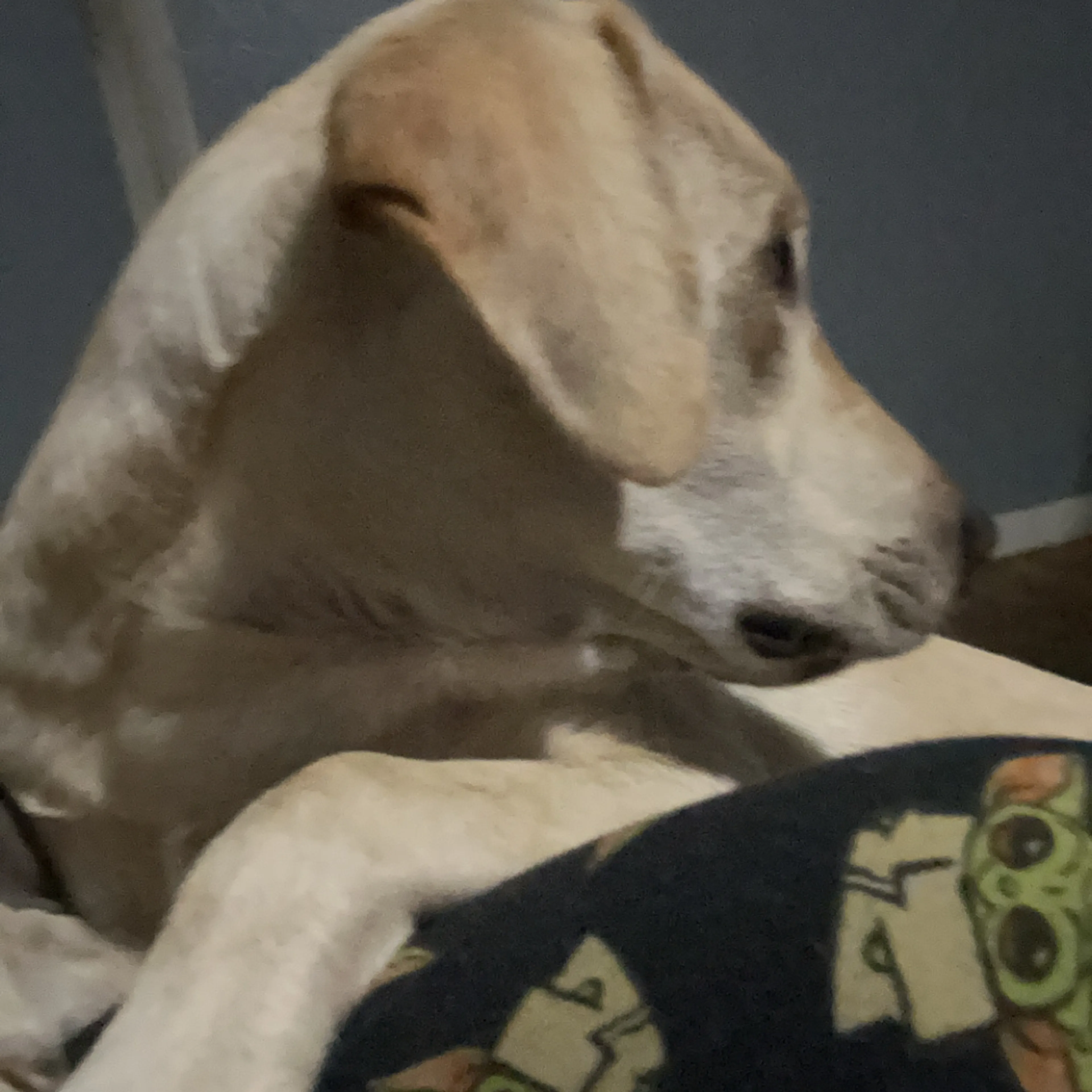 Lost pet-2