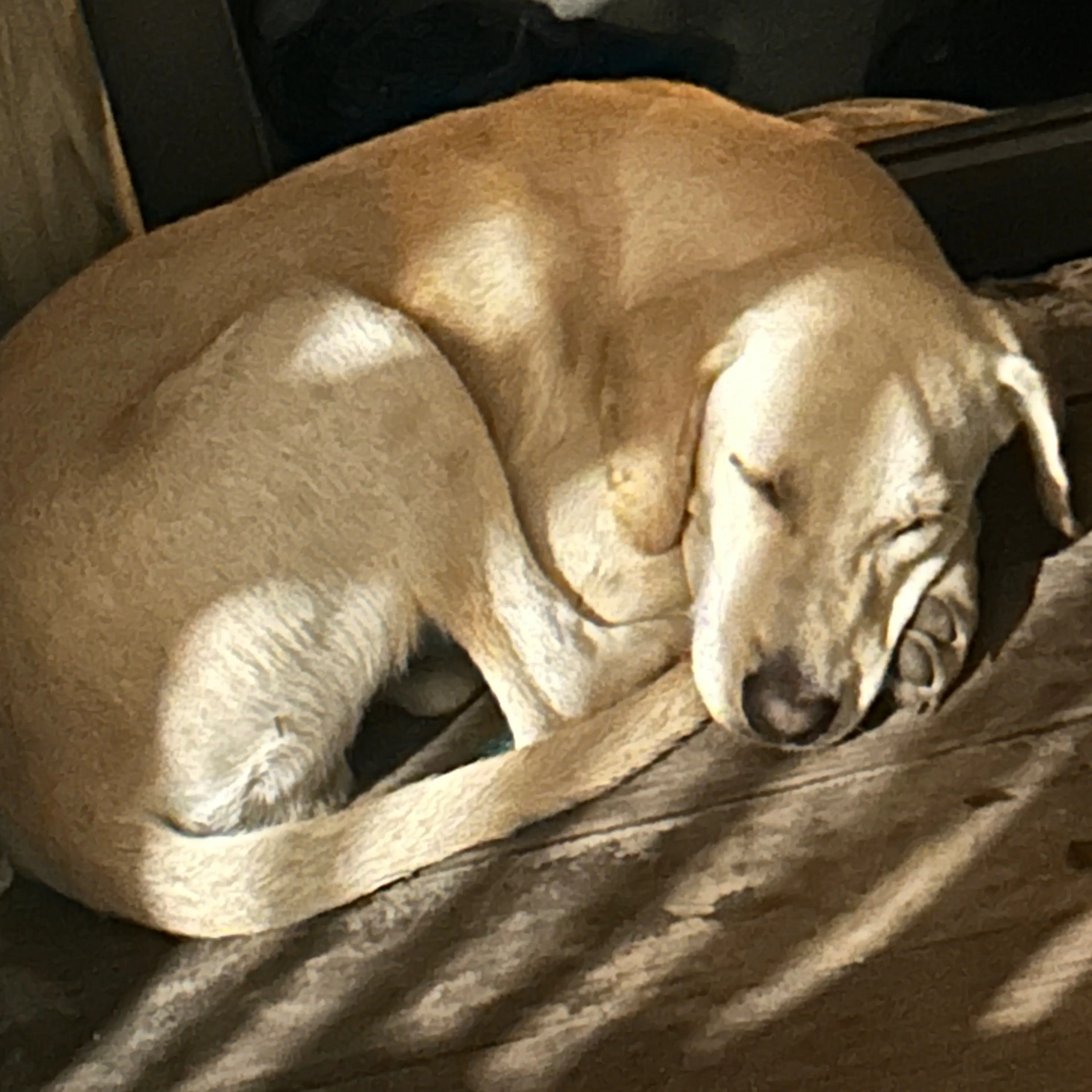 Lost pet-0