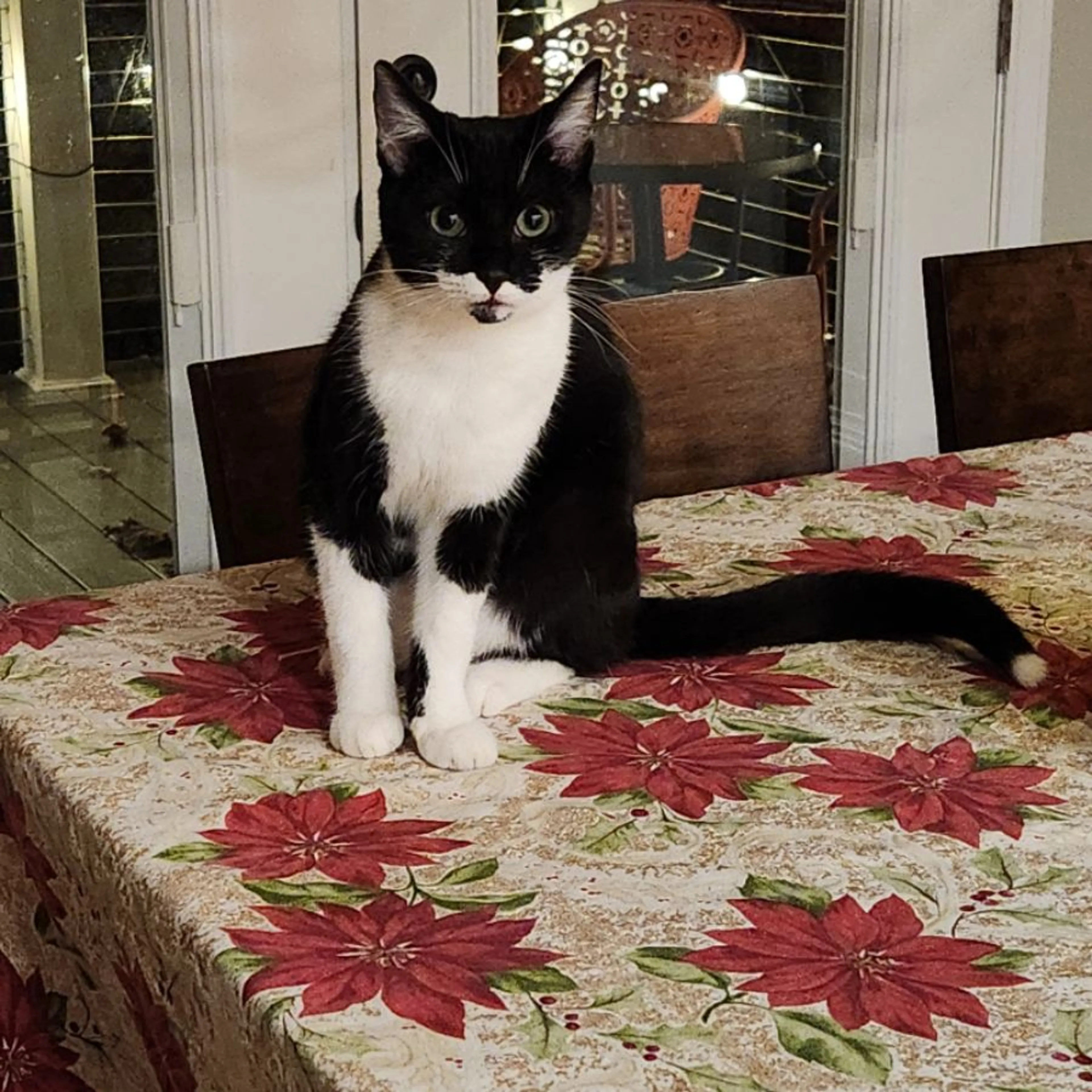 Lost pet