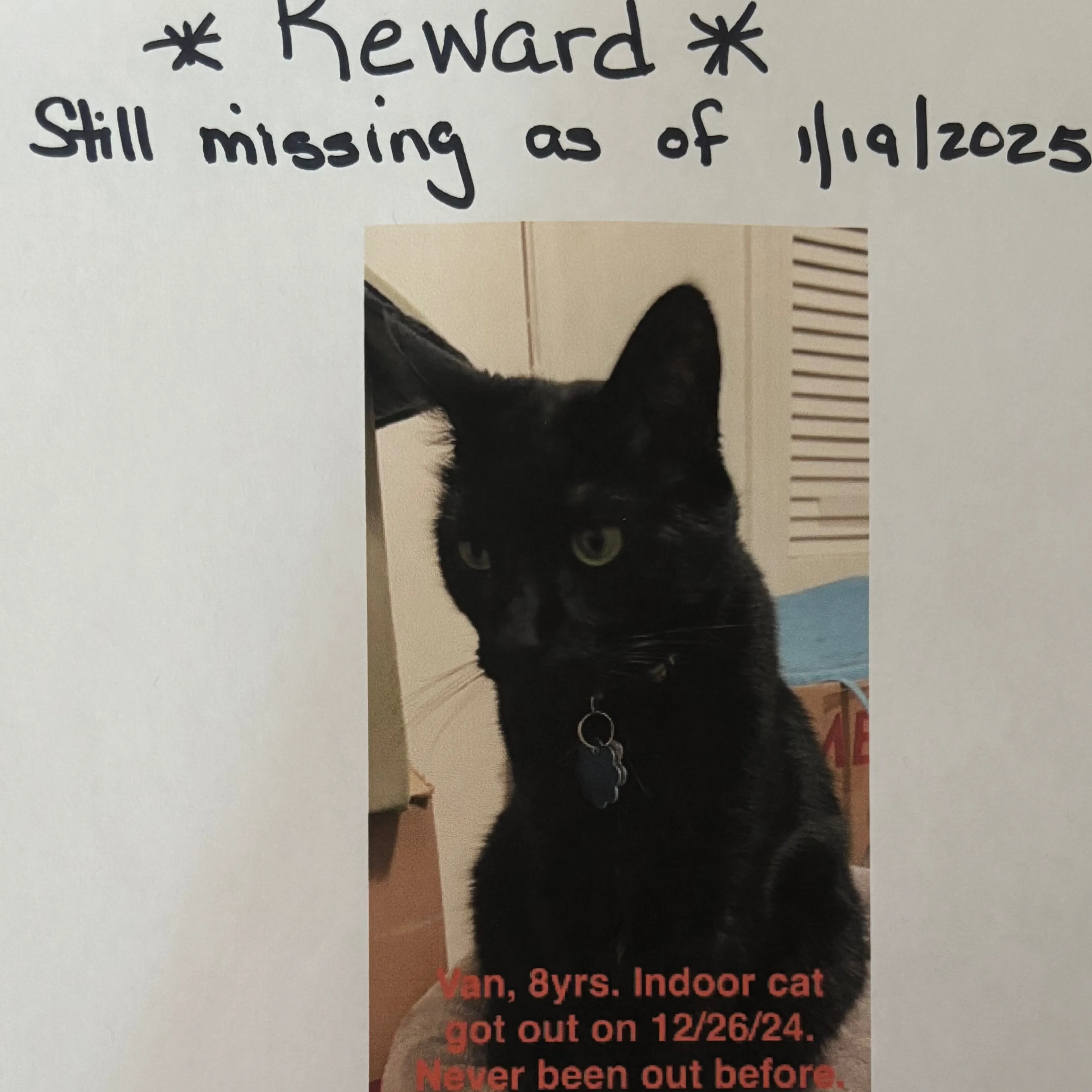 Lost pet-2