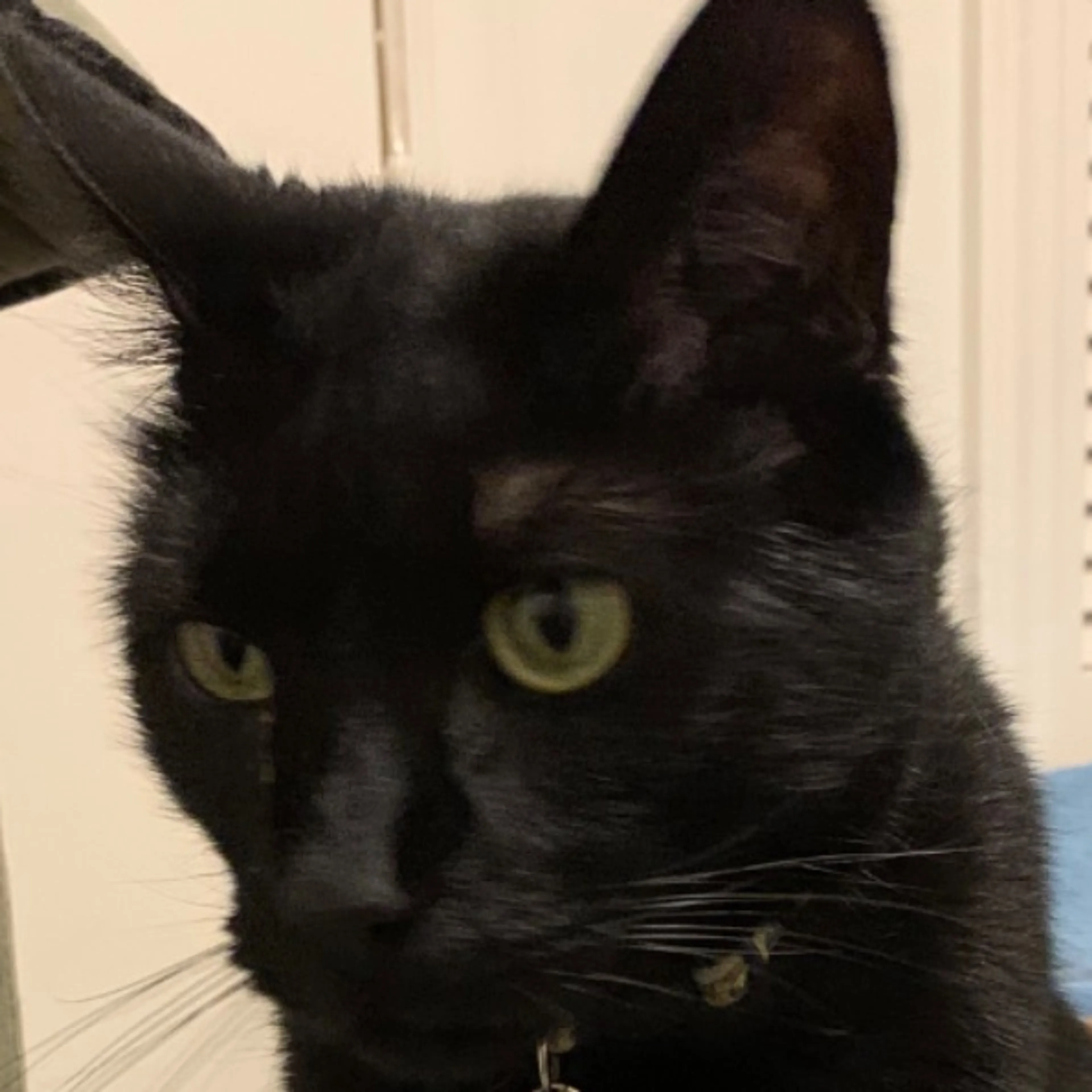 Lost pet-0