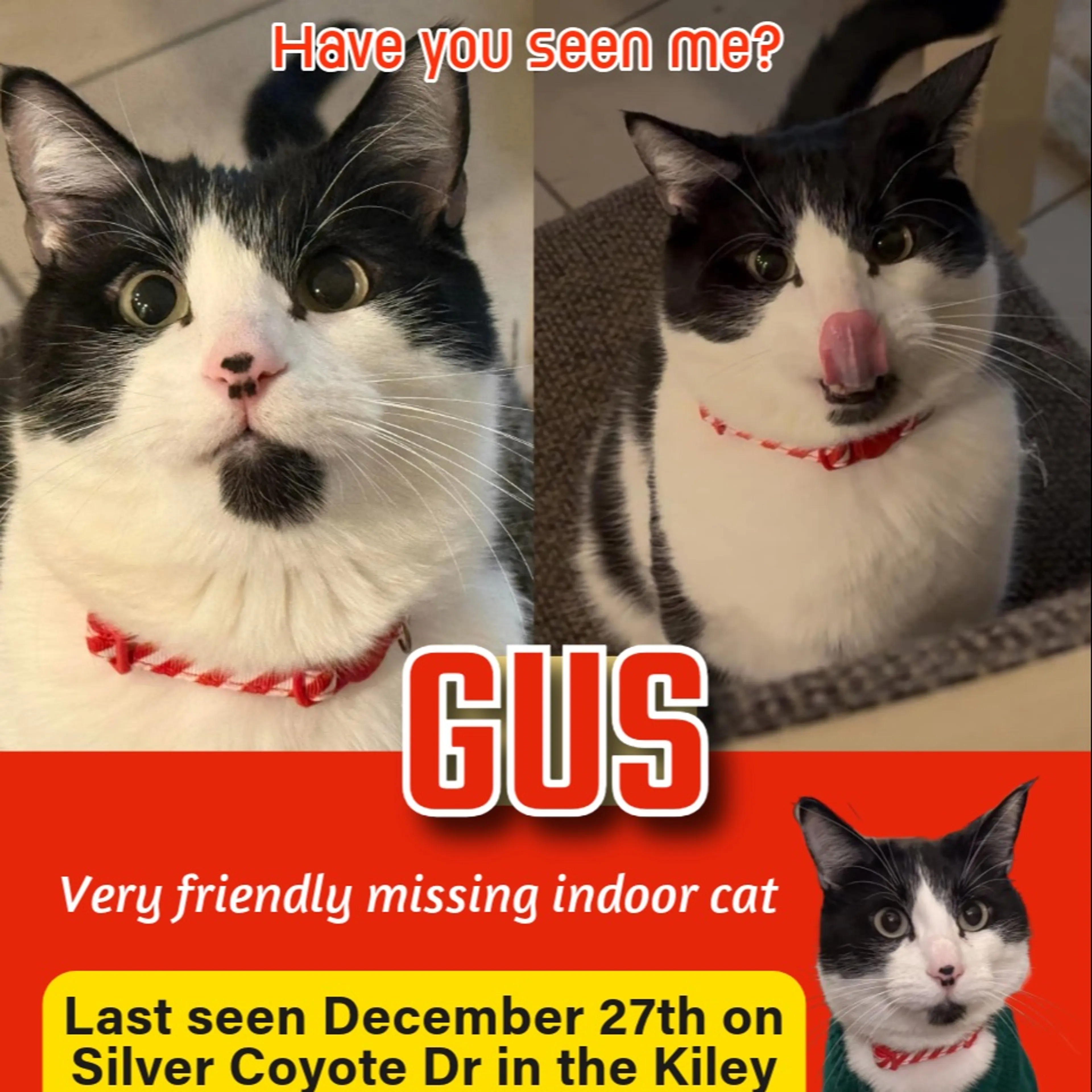 Lost pet