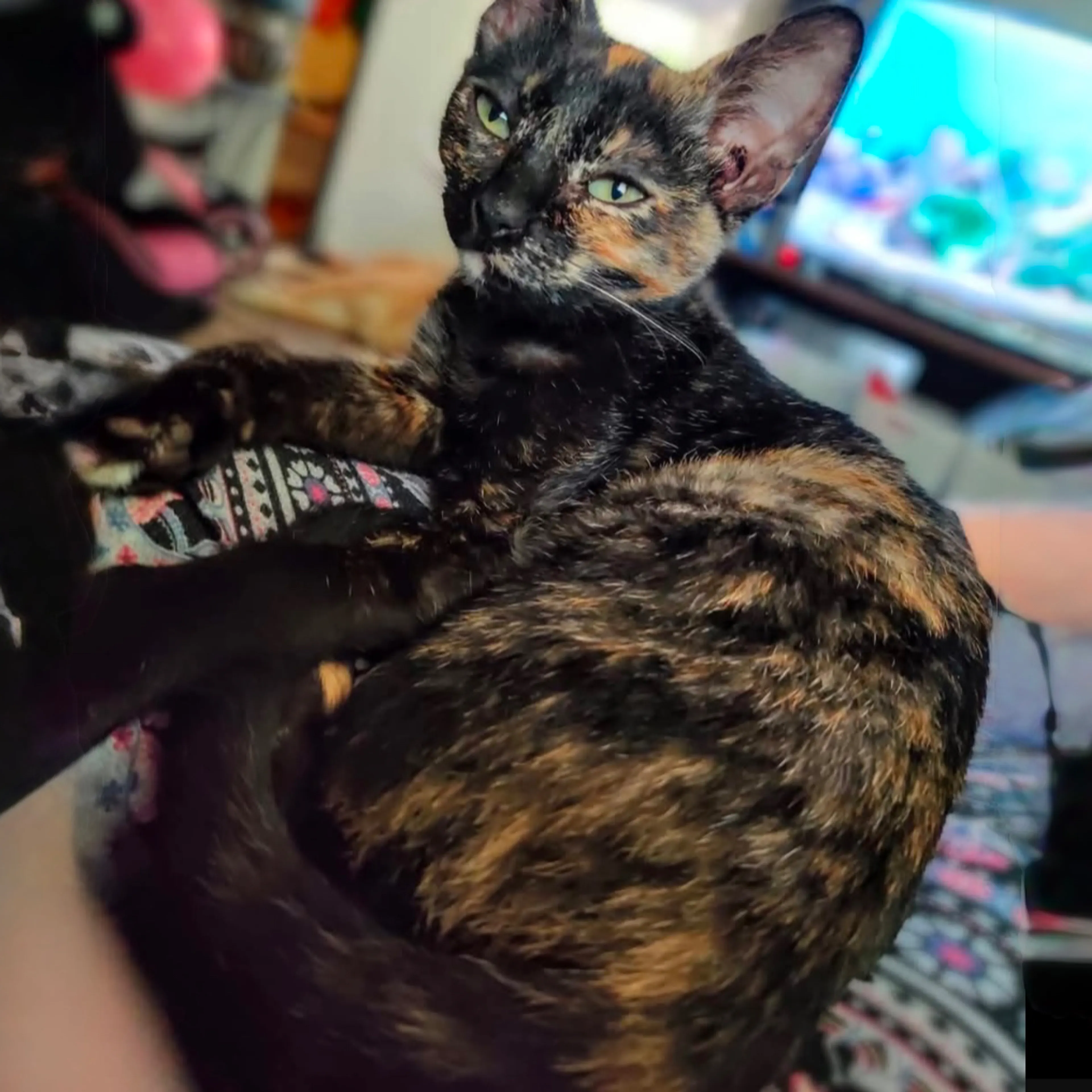 Lost pet-1