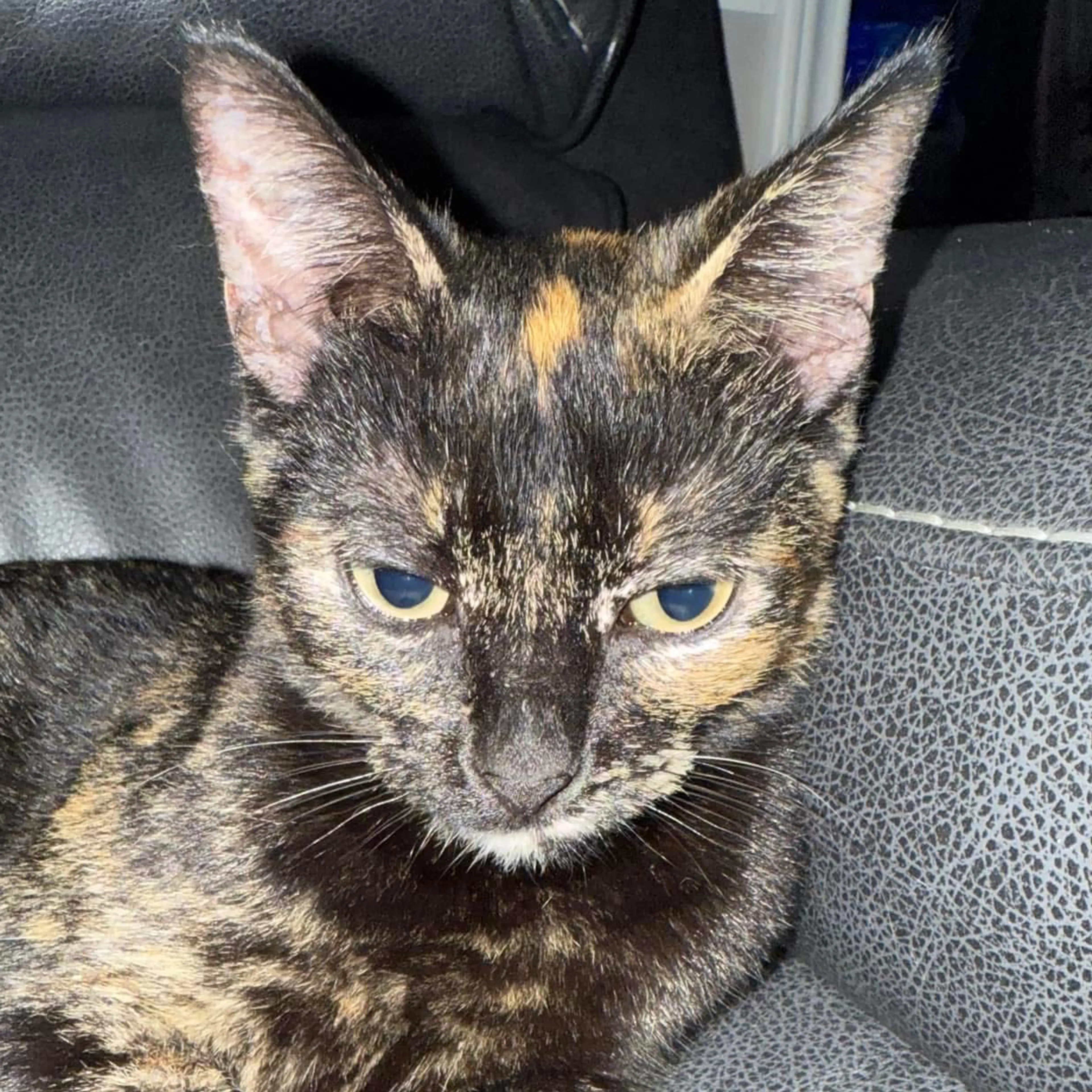 Lost pet-2