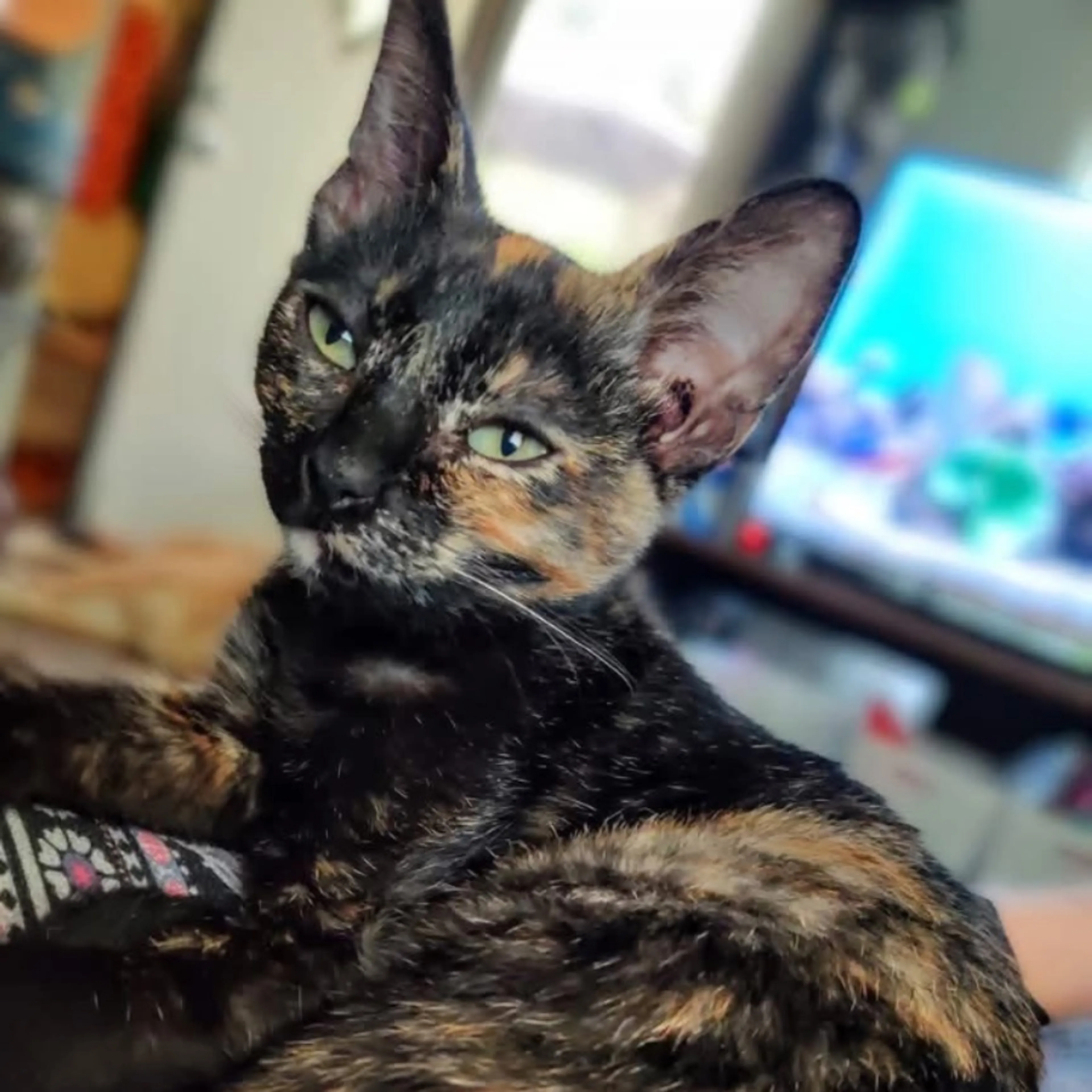 Lost pet-0