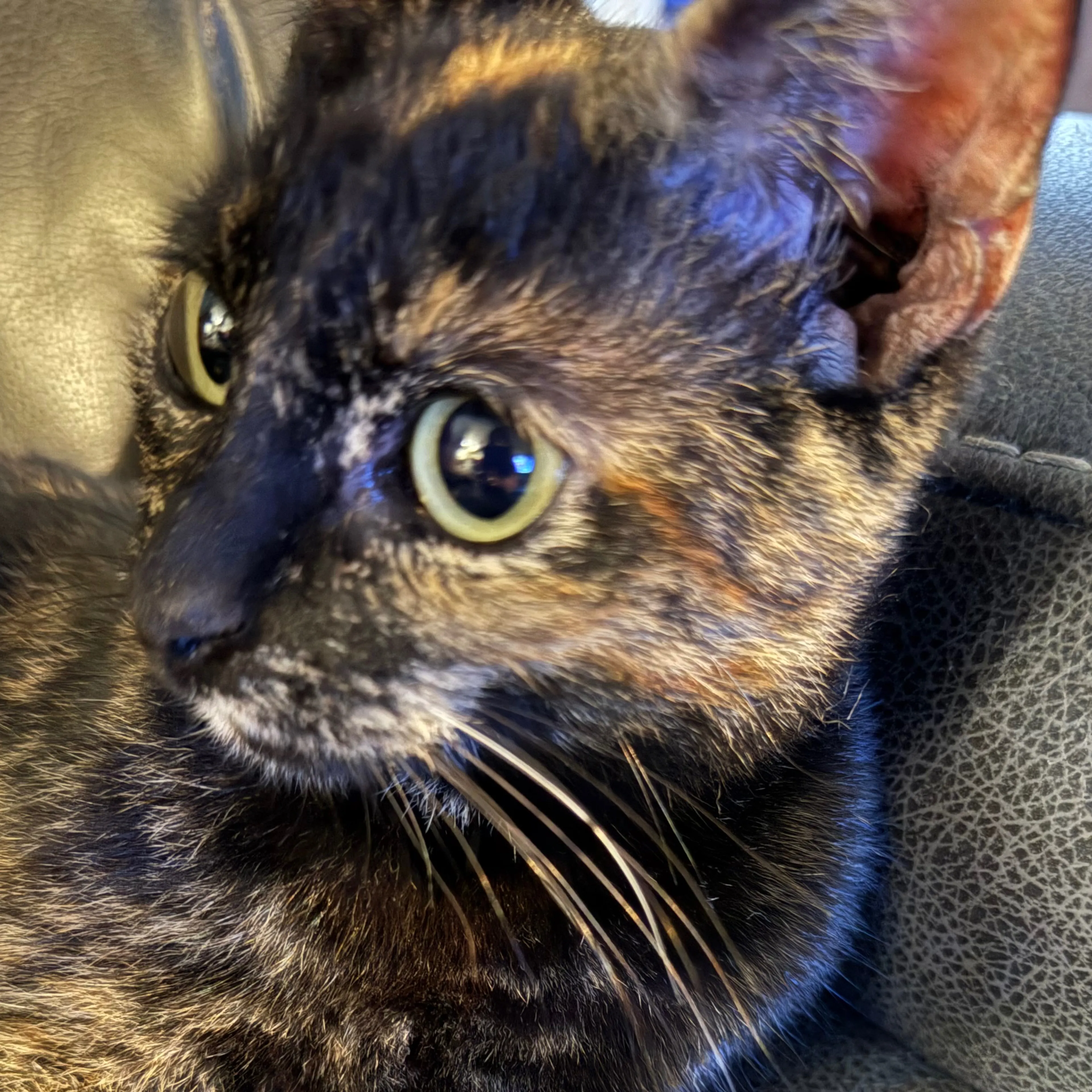 Lost pet-3