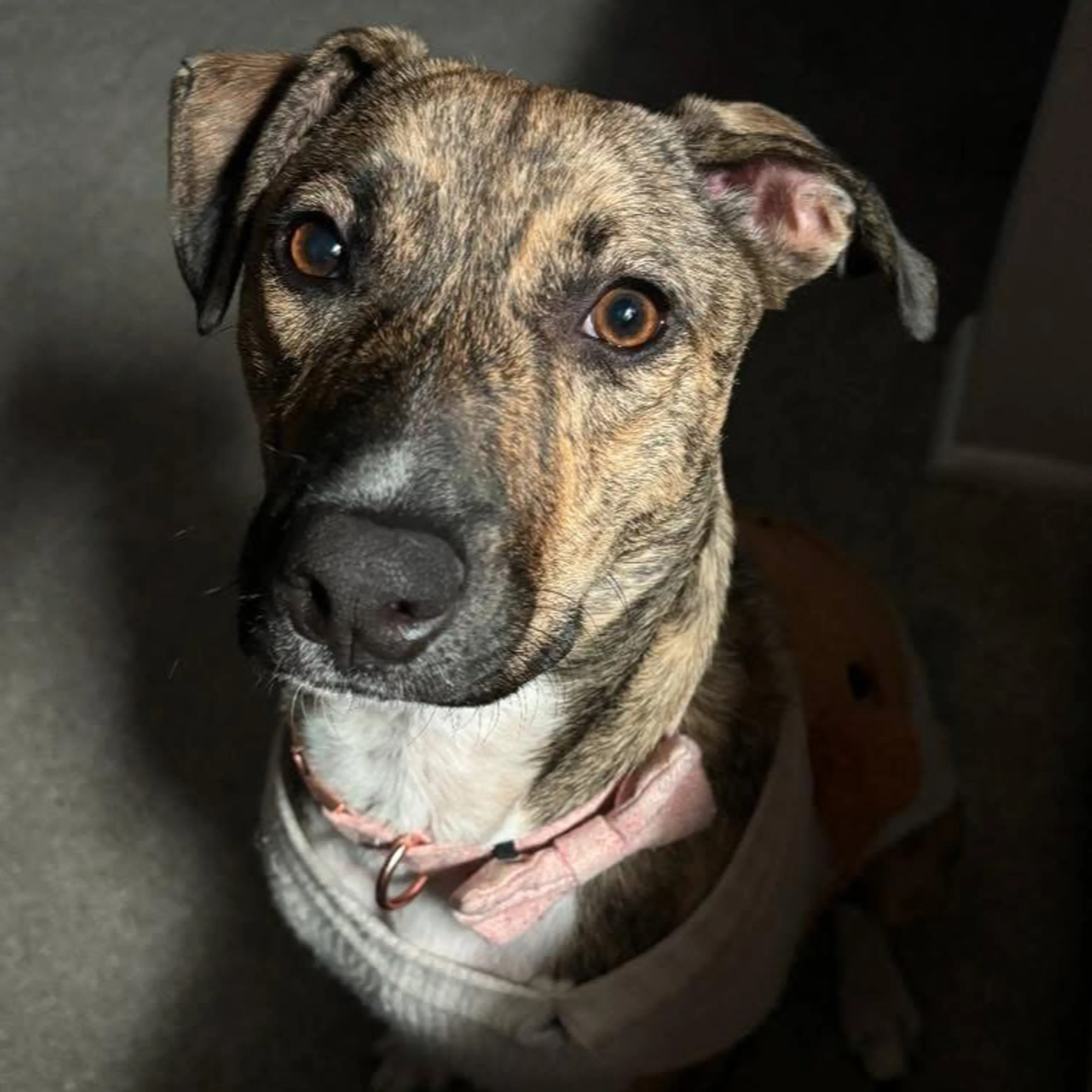 Lost pet-2